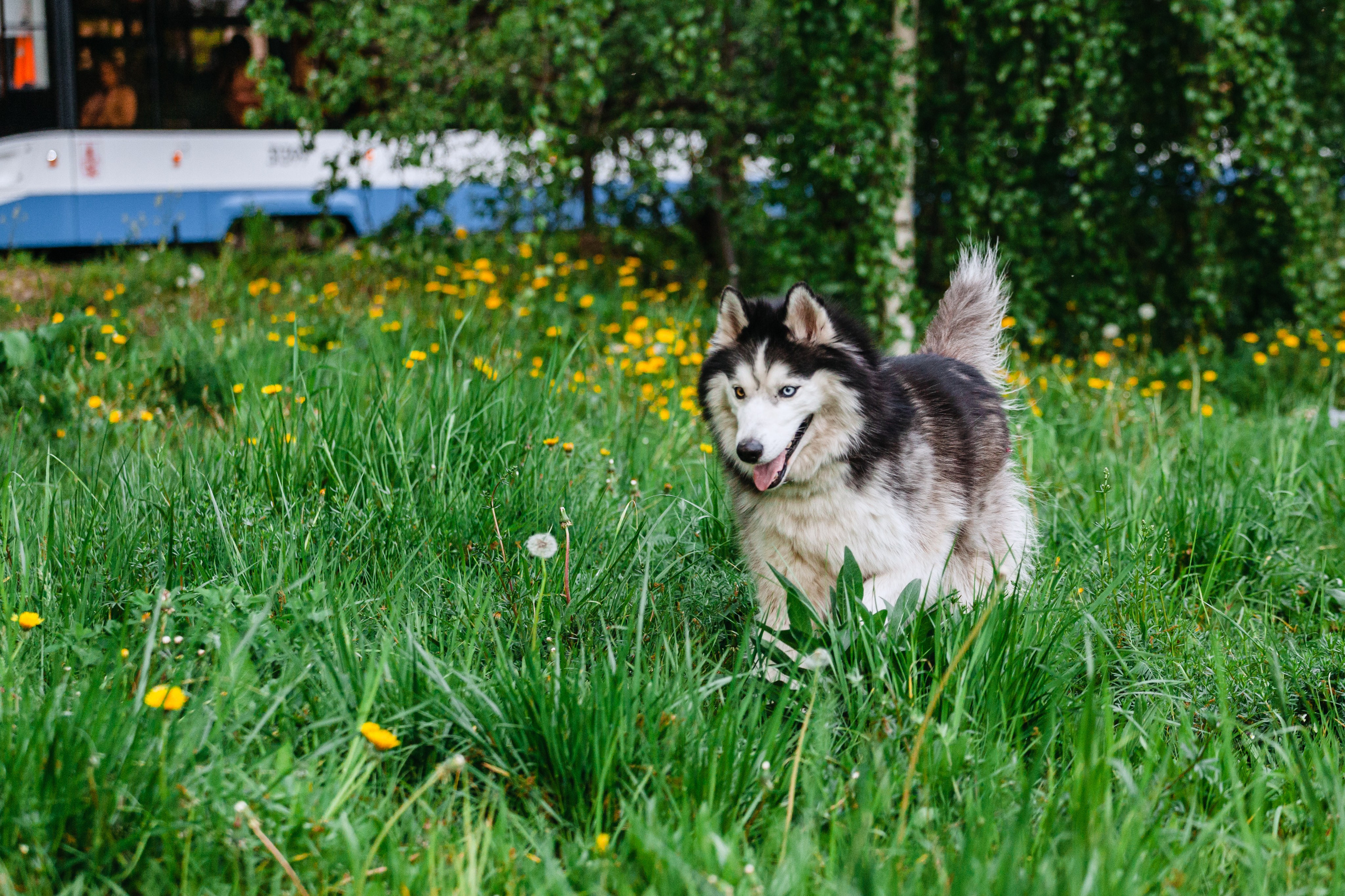 Семейная экспресс фотосессия в рамках фотодня. Фотограф-анималист Татьяна Степанова
