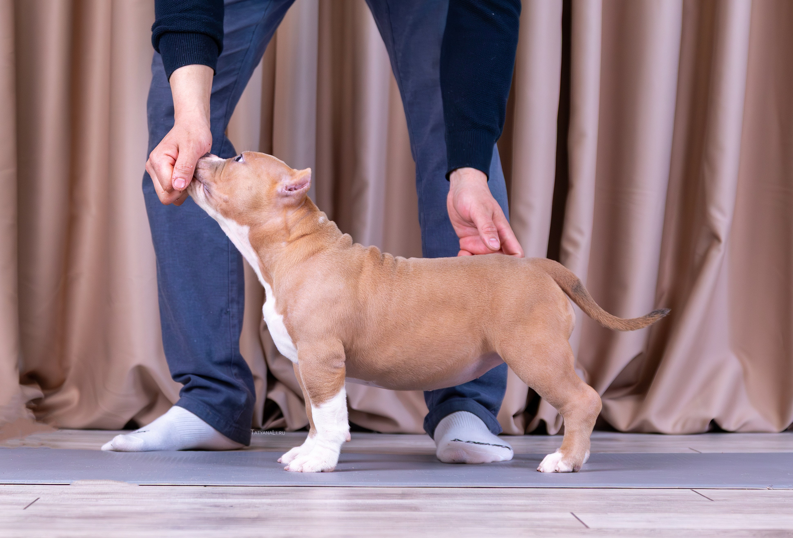 Американский булли. Фотограф — анималист Татьяна Ли