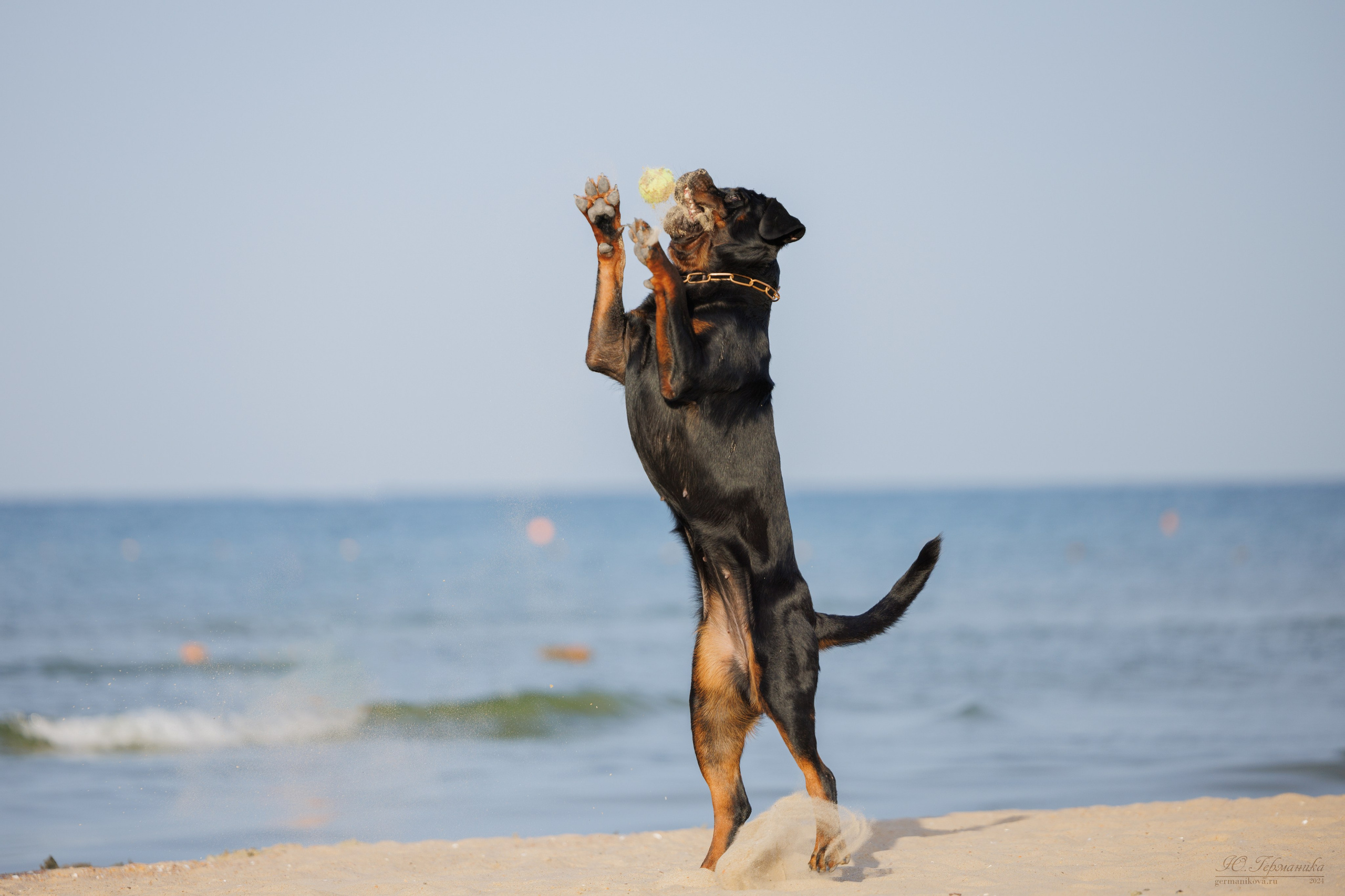 Свободная съемка. Фотограф-анималист Юлия Германика