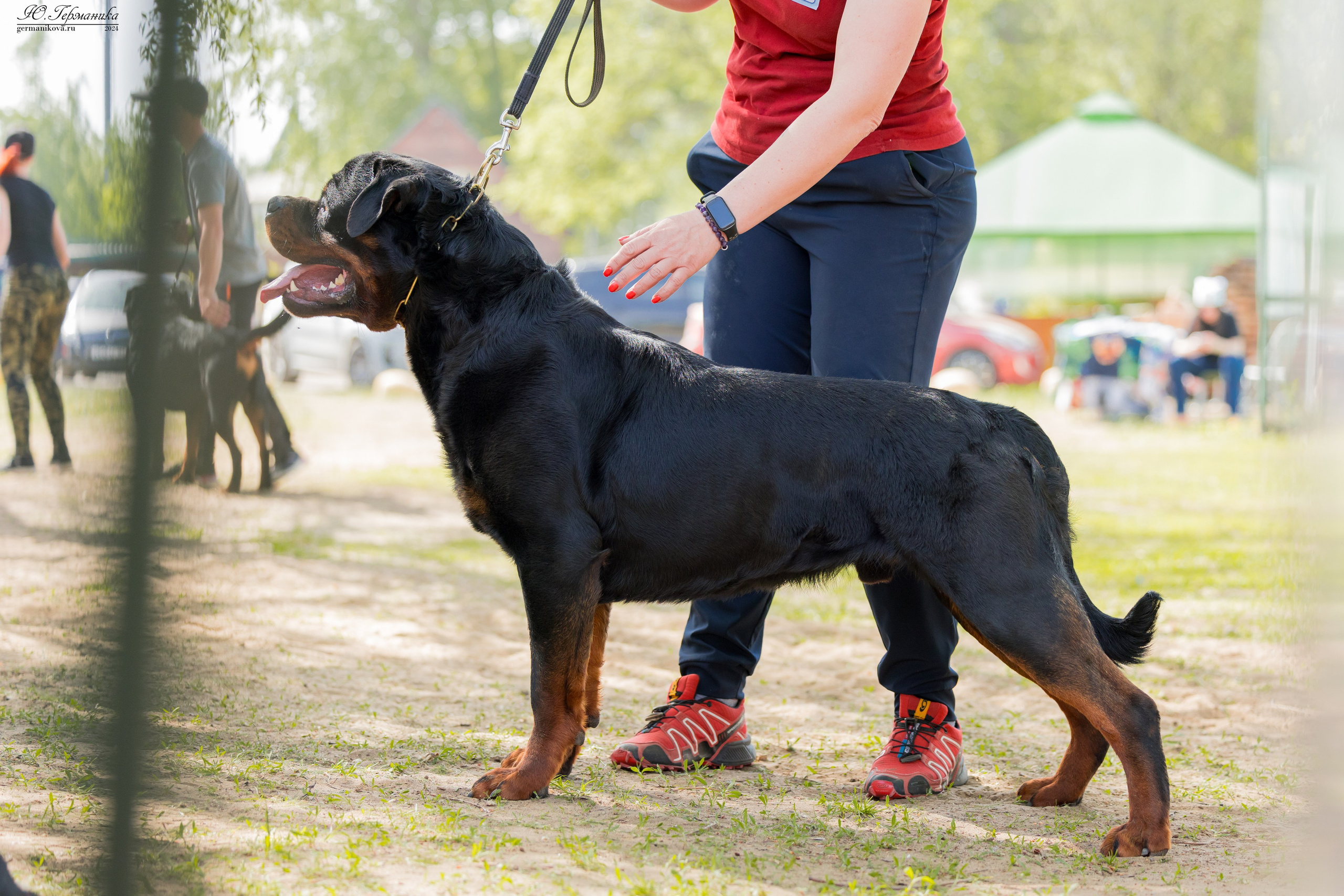 Саратов 2 х моно ротвейлеров 28-29.04.2024. Фотограф-анималист Юлия Германика