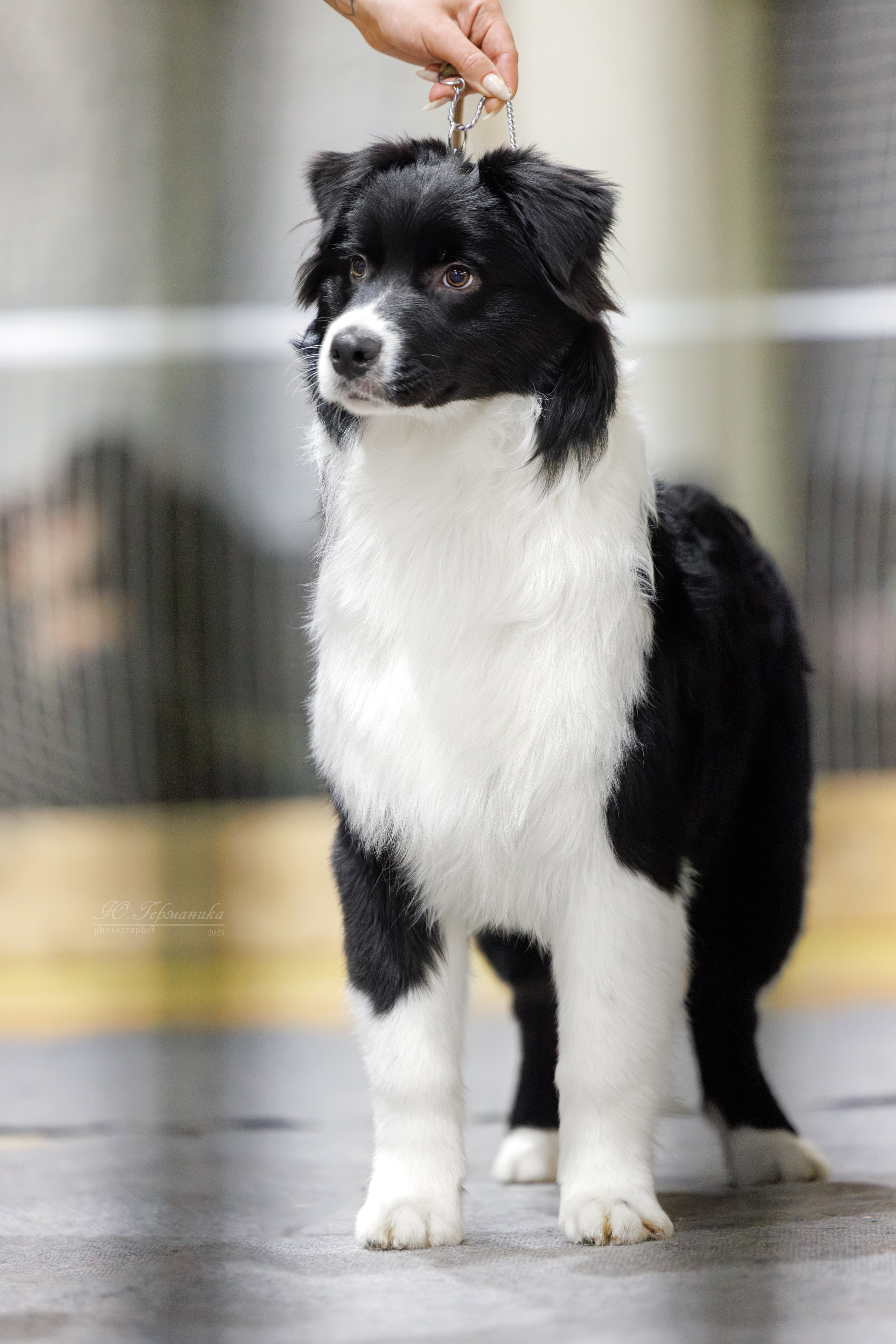 Тверь 21.12.2025. Фотограф-анималист Юлия Германика