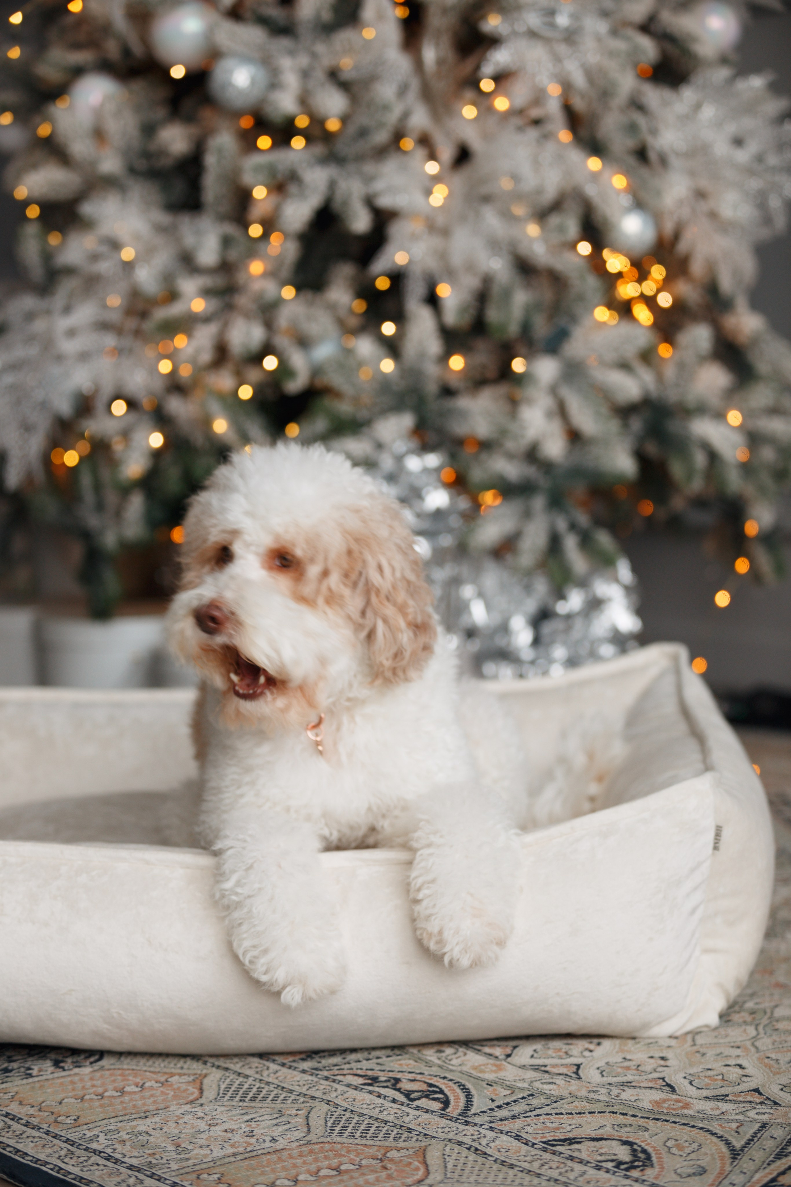 Bmbh лежанки и адресники. Фотограф анималист Кристина Карпова, Москва