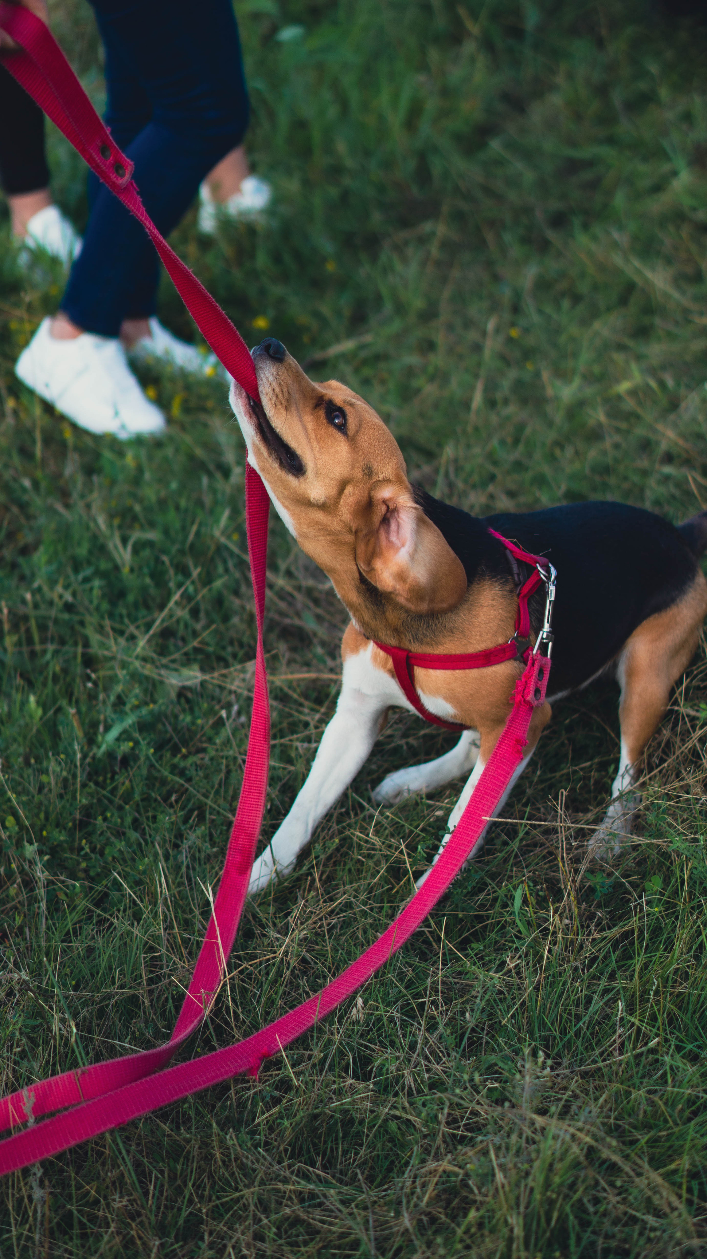 Воздушный шар. ФОТОГРАФ САРАТОВ