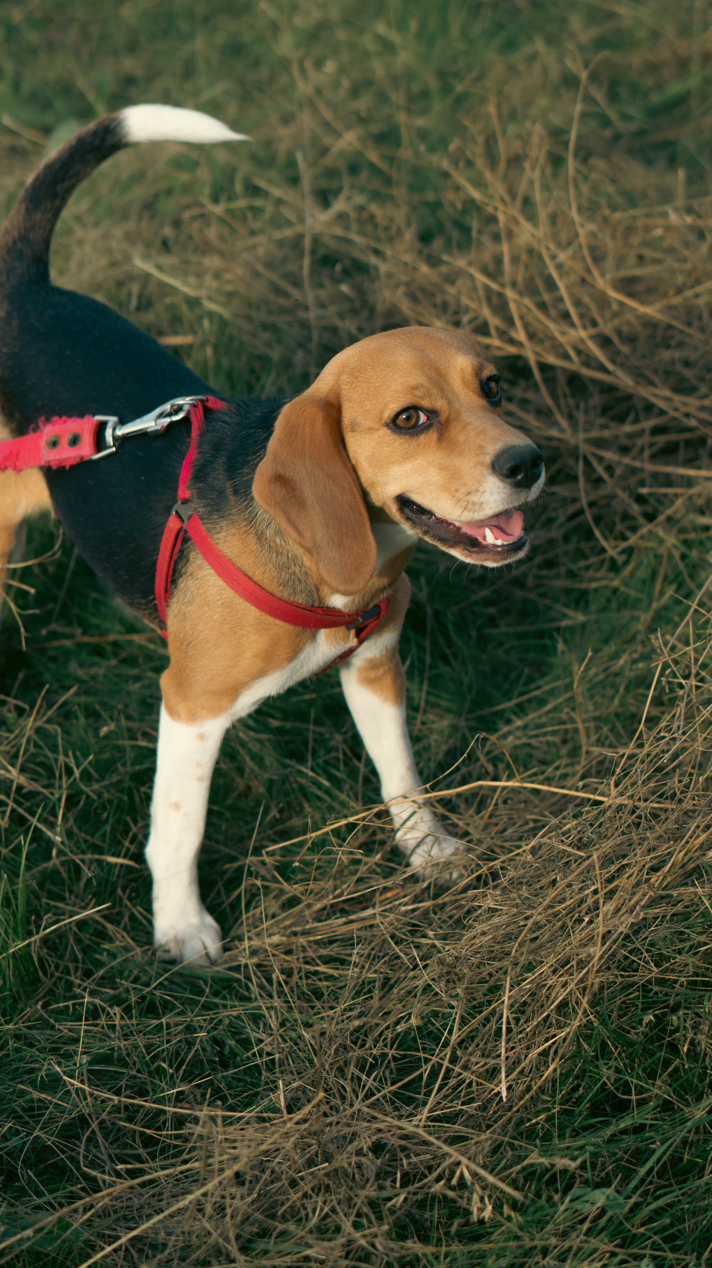 Воздушный шар. ФОТОГРАФ САРАТОВ