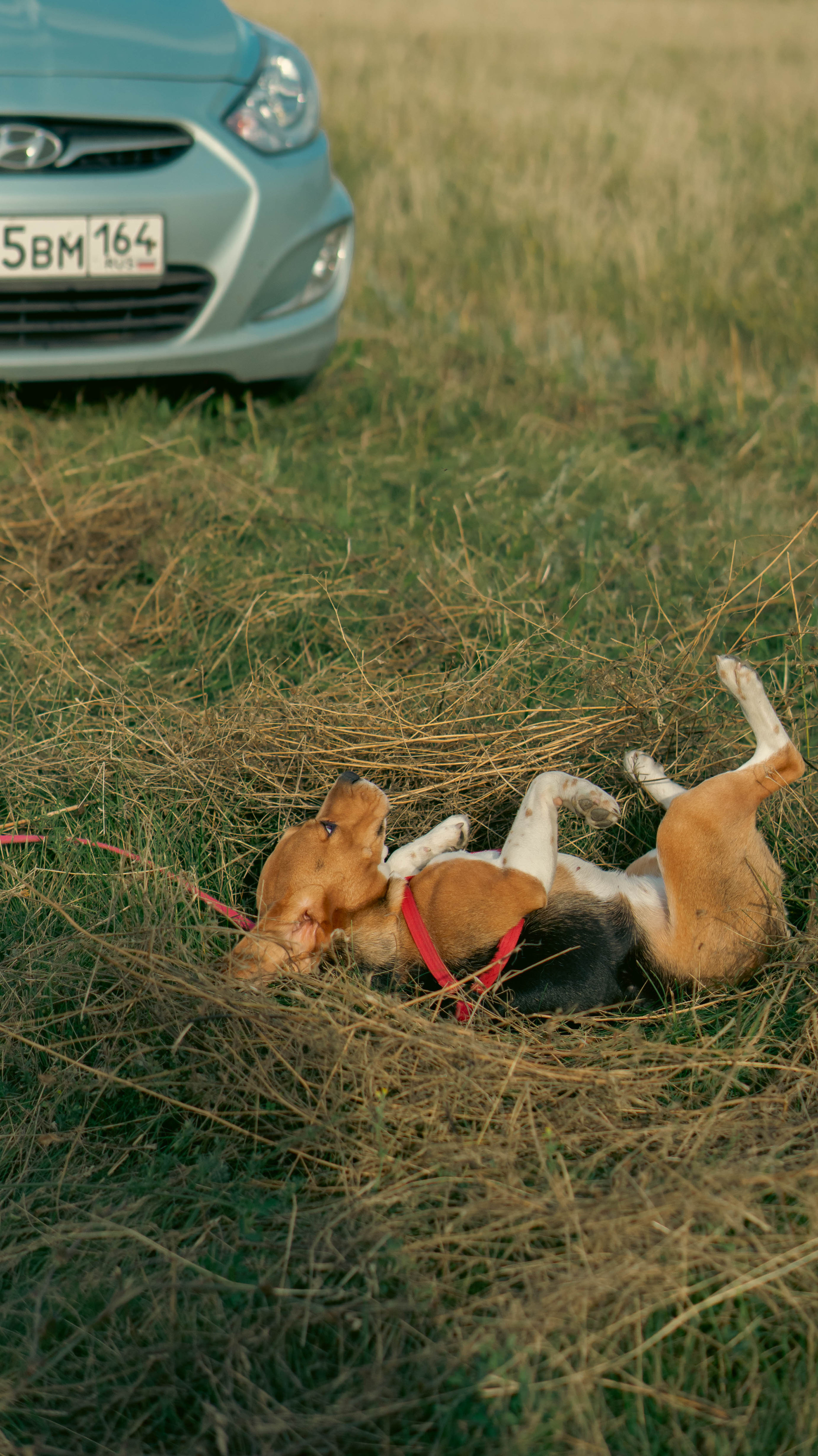 Воздушный шар. ФОТОГРАФ САРАТОВ