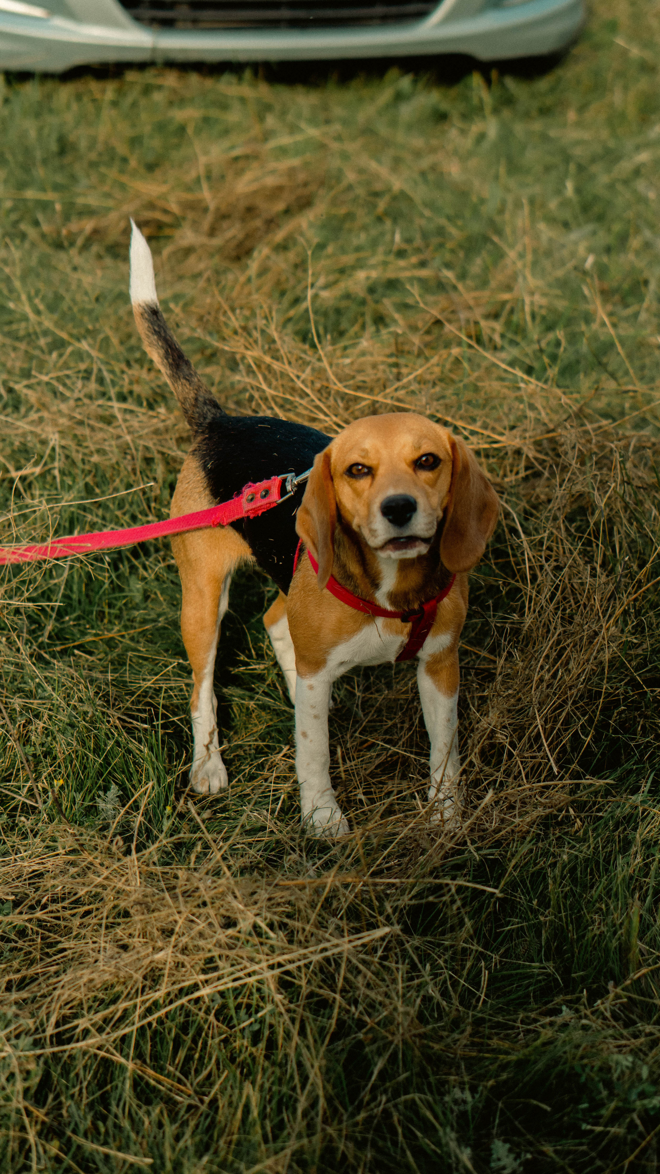 Воздушный шар. ФОТОГРАФ САРАТОВ