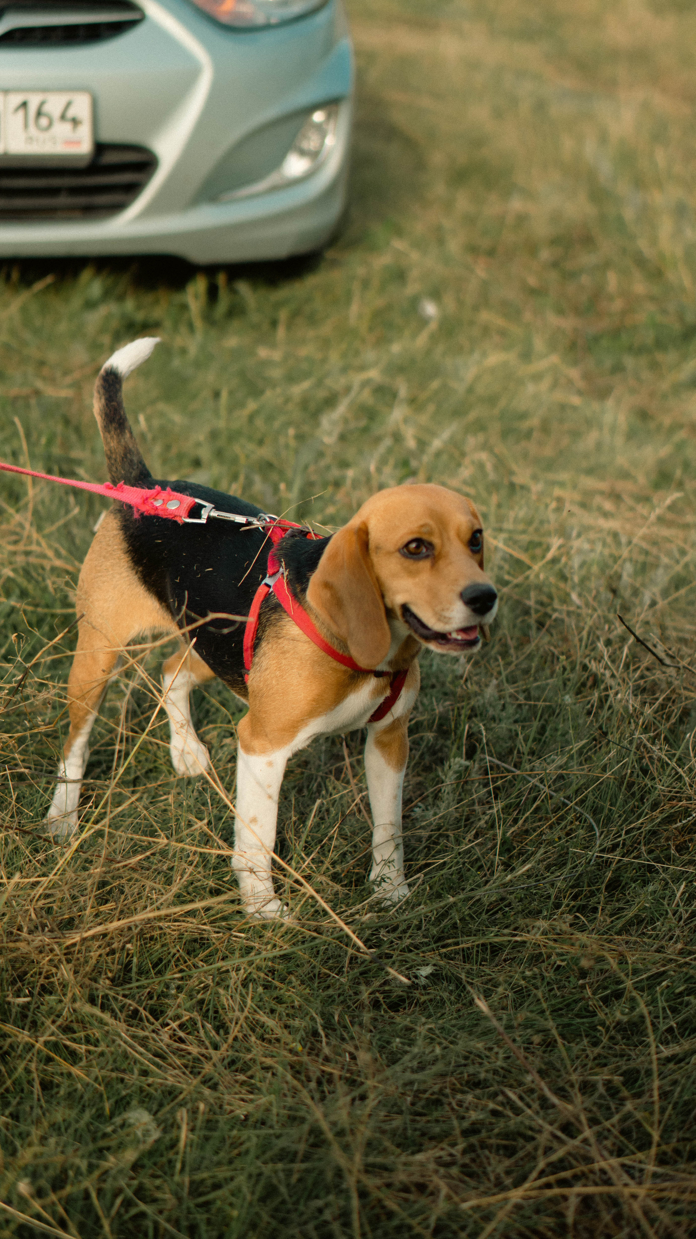 Воздушный шар. ФОТОГРАФ САРАТОВ