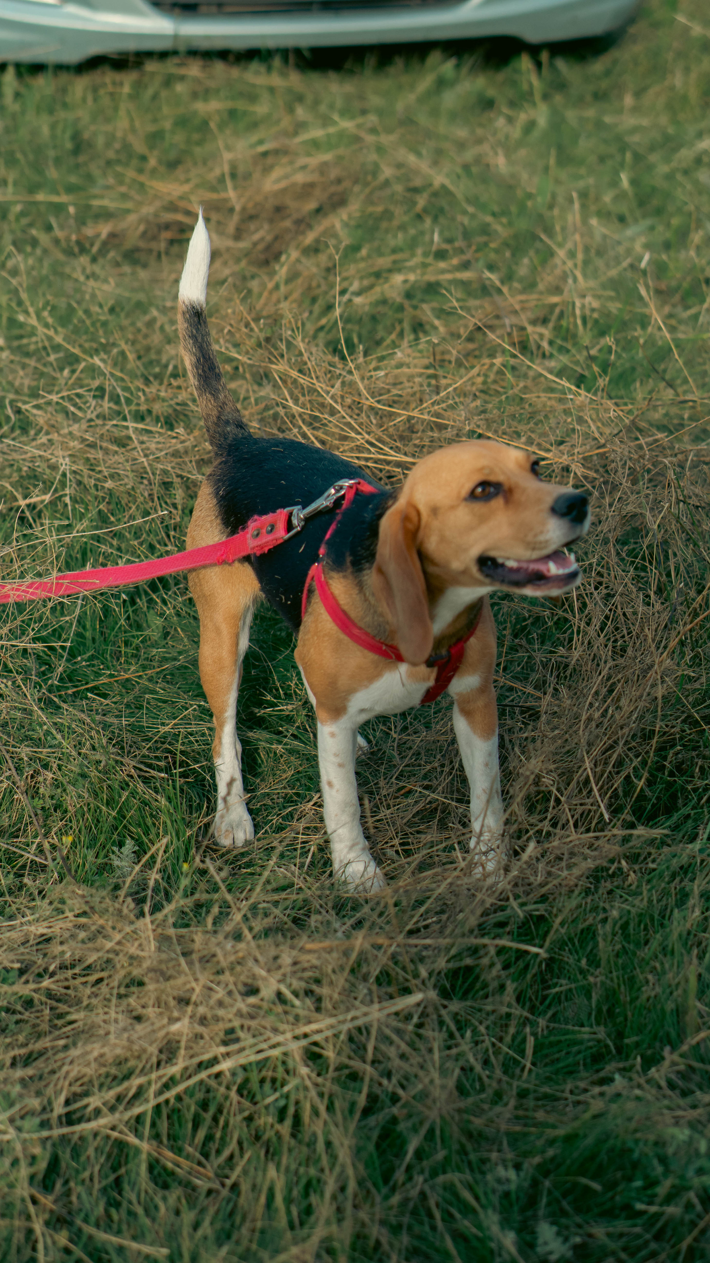 Воздушный шар. ФОТОГРАФ САРАТОВ