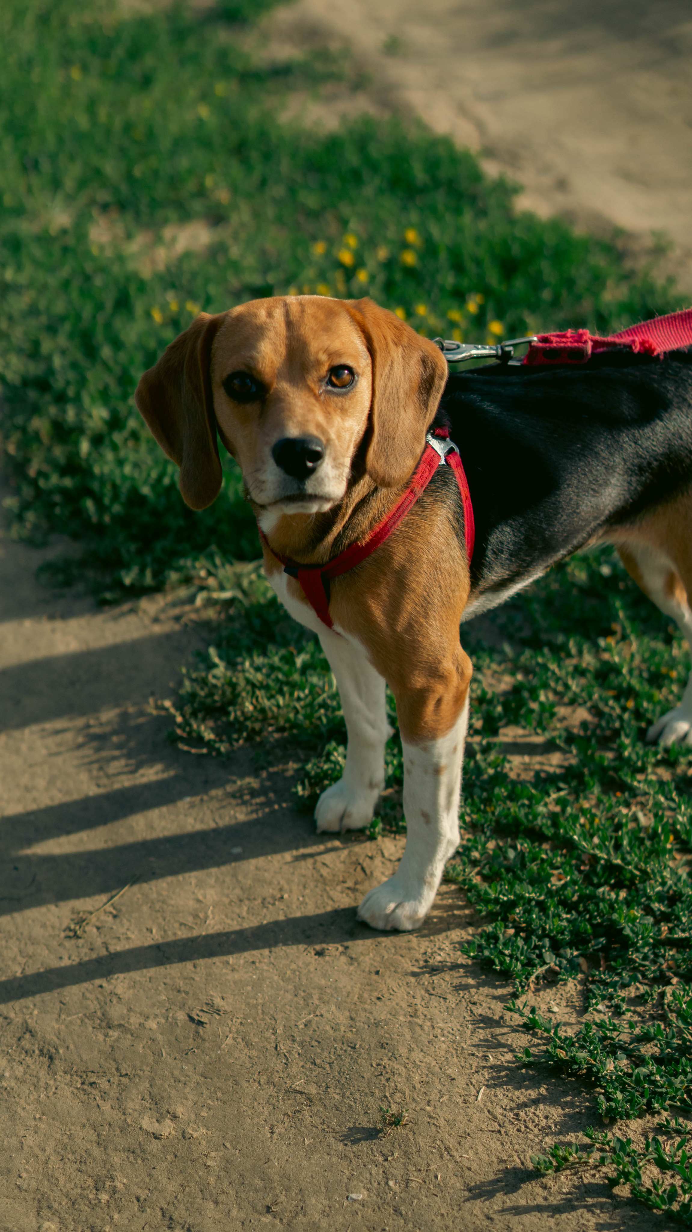 Воздушный шар. ФОТОГРАФ САРАТОВ