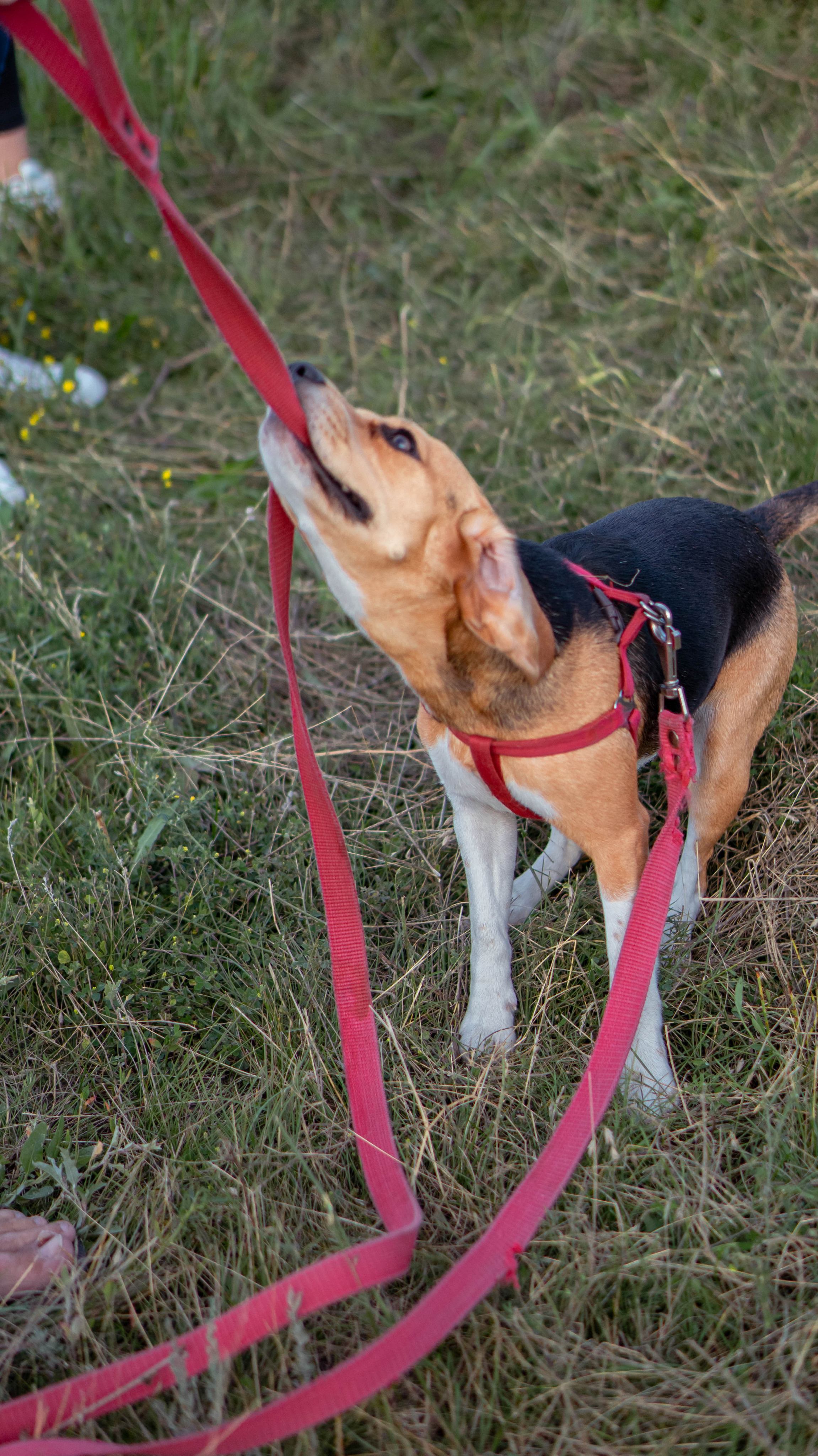 Воздушный шар. ФОТОГРАФ САРАТОВ