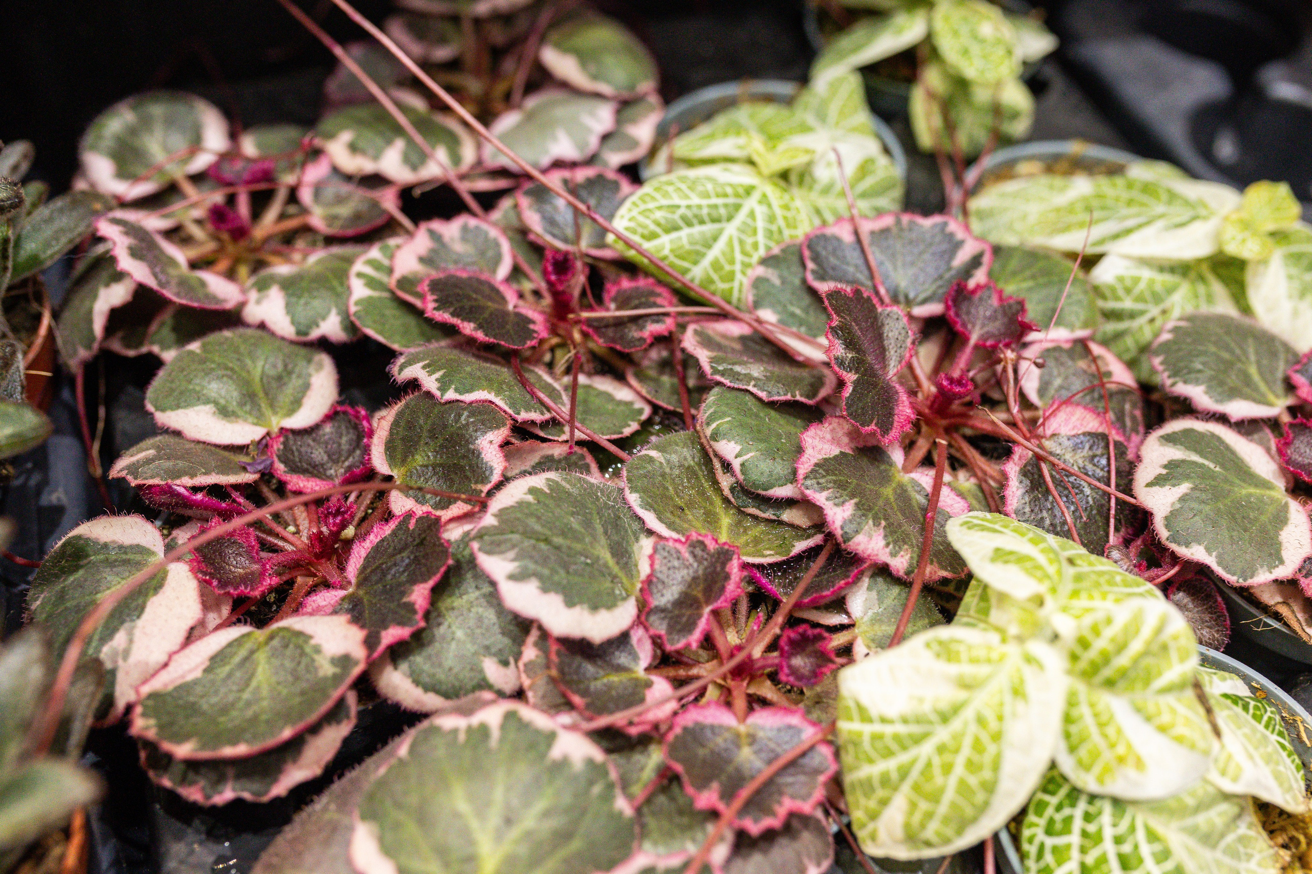 Монстериум 11–12 октября. Александра Куликова фотограф, Москва