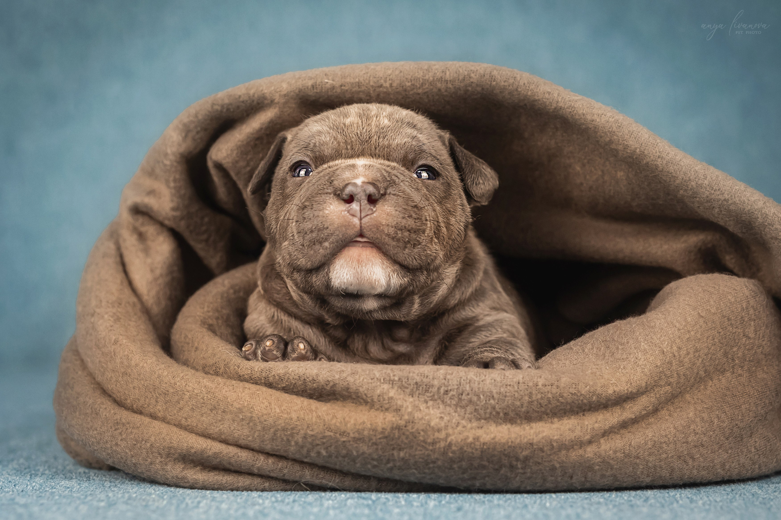 Амбулли. Фотограф анималист Аня Ливанова | Рыбинск