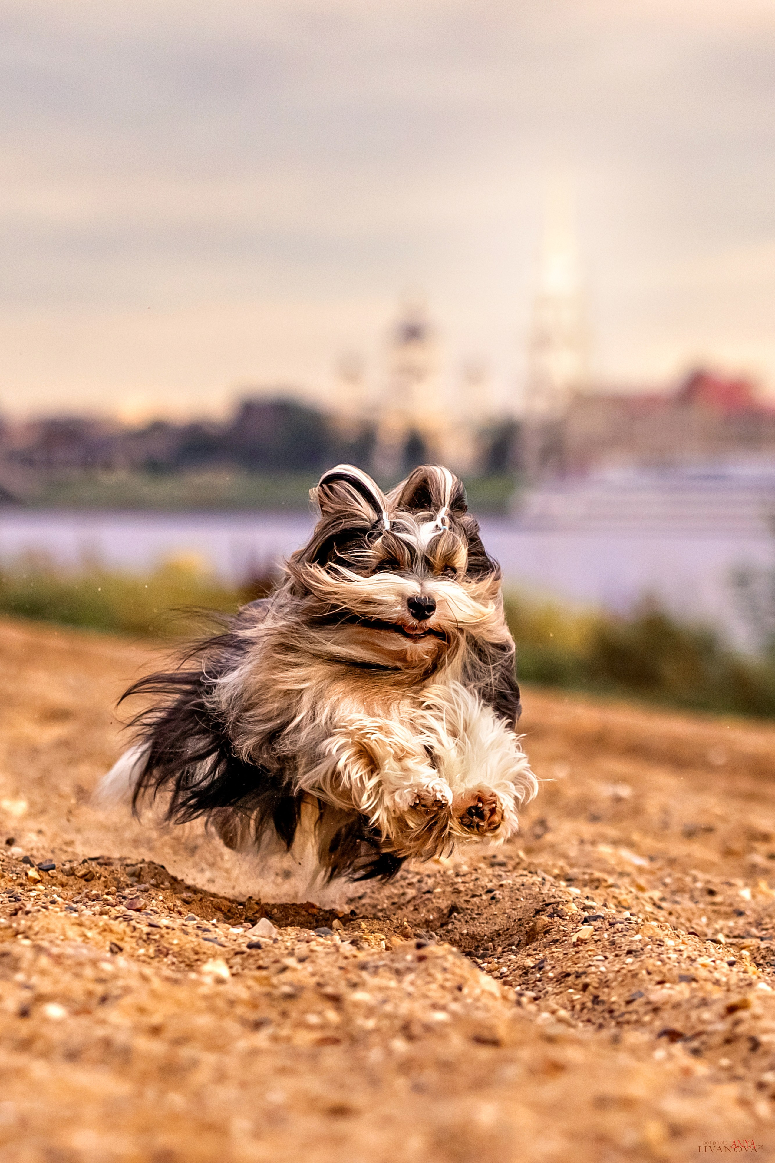 Катя + Астин и Олаф. Фотограф анималист Аня Ливанова | Рыбинск