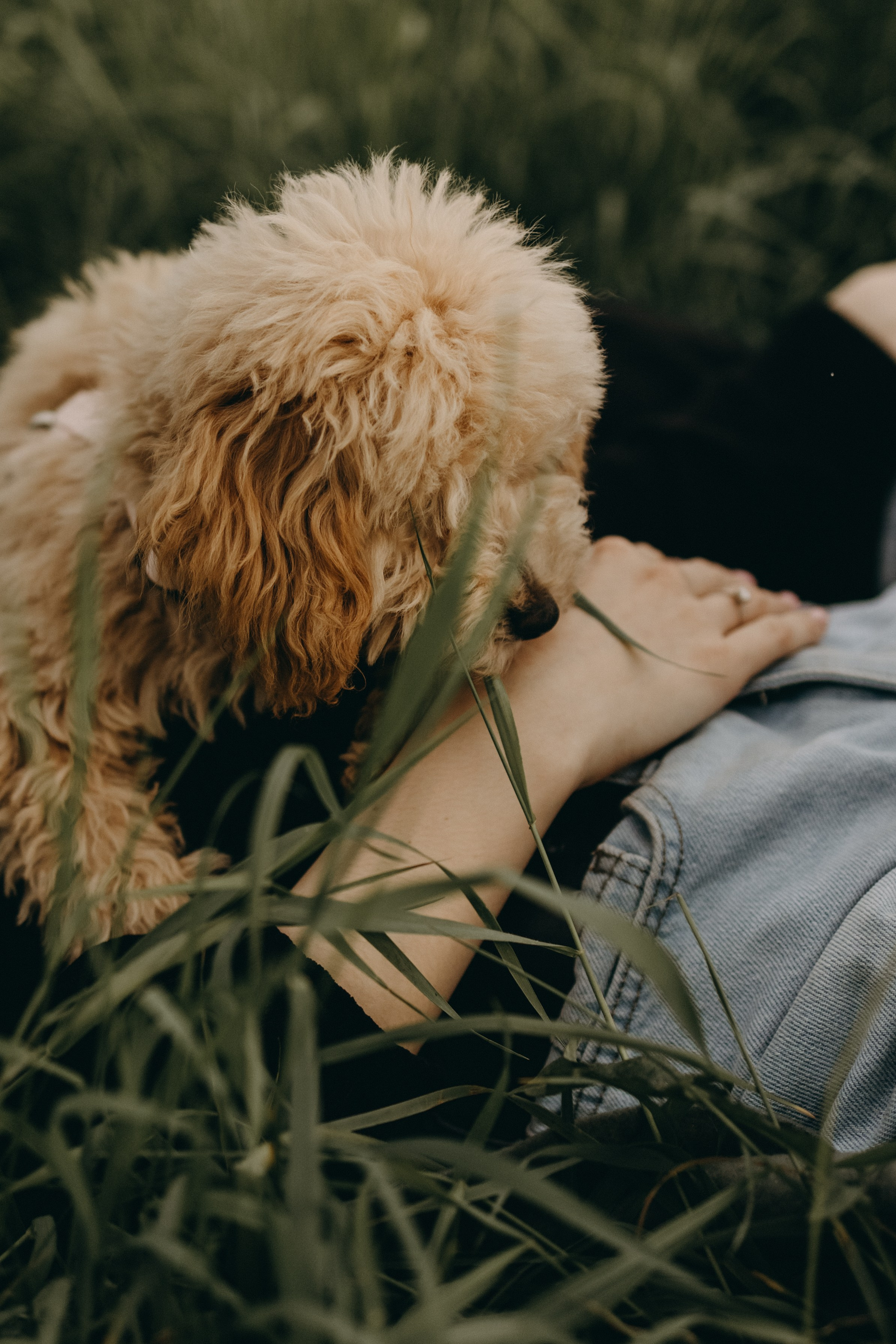 Мия и ее семья. Фотограф — Анималист | Санкт-Петербург