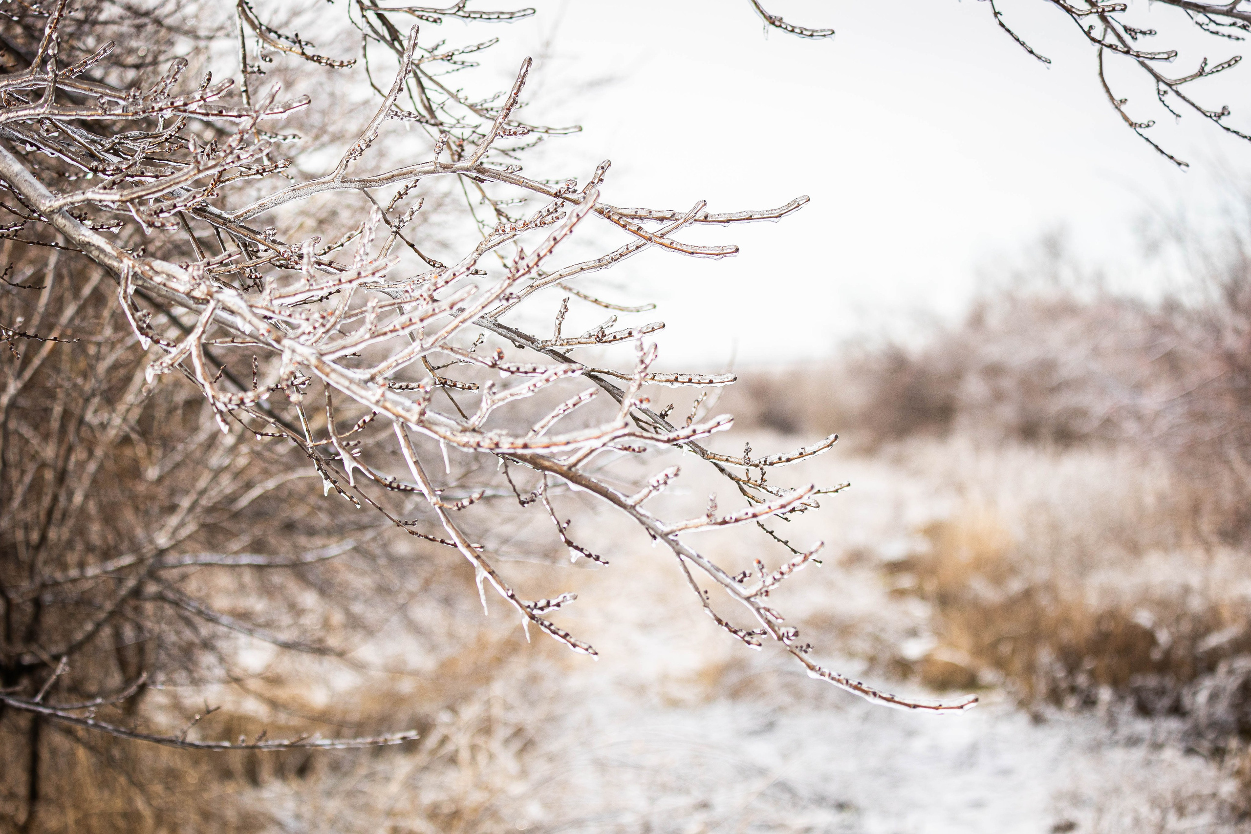 Дикий животный мир. Фотограф-АниМалист Анна Абрамова