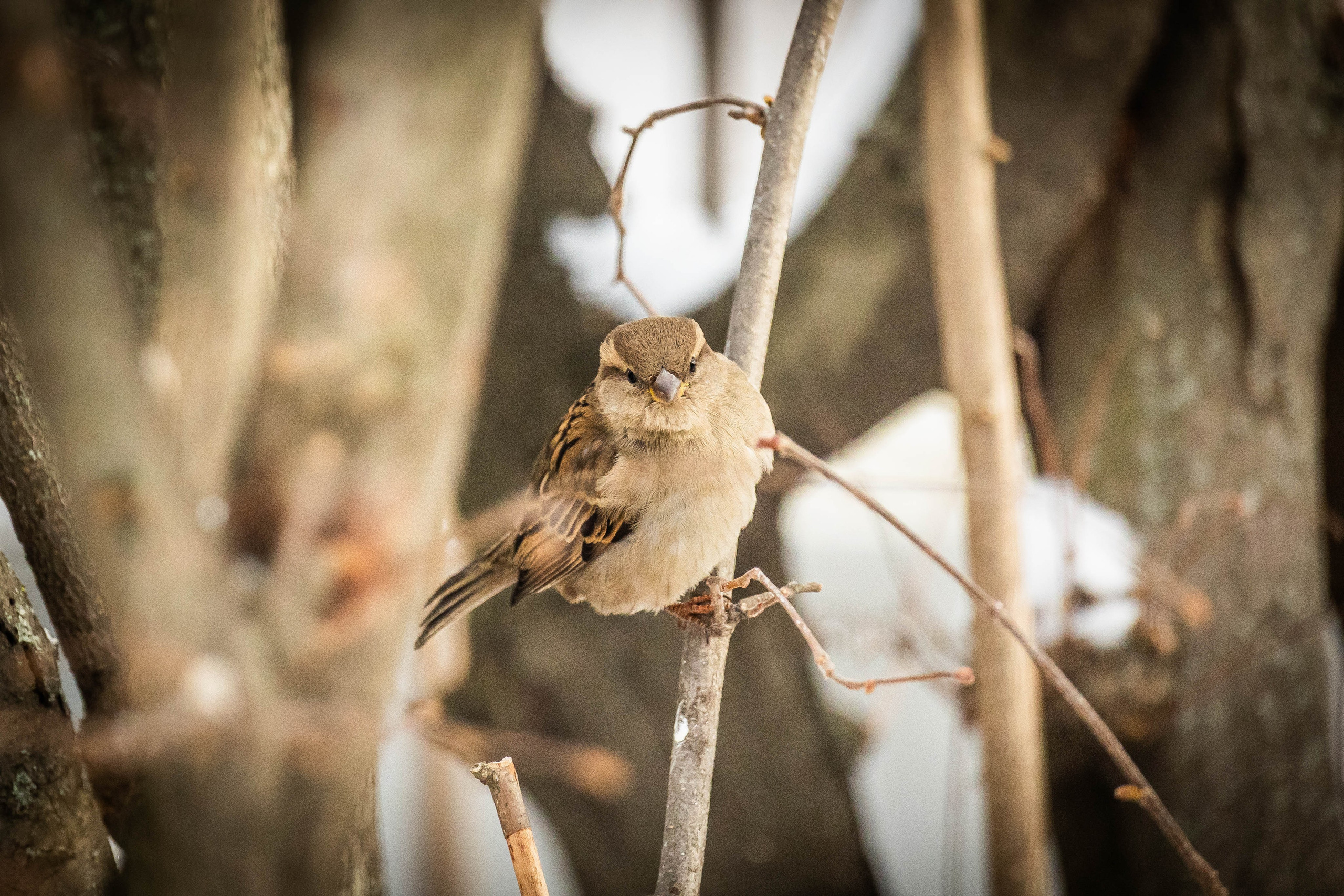 Дикий животный мир. Фотограф-АниМалист Анна Абрамова