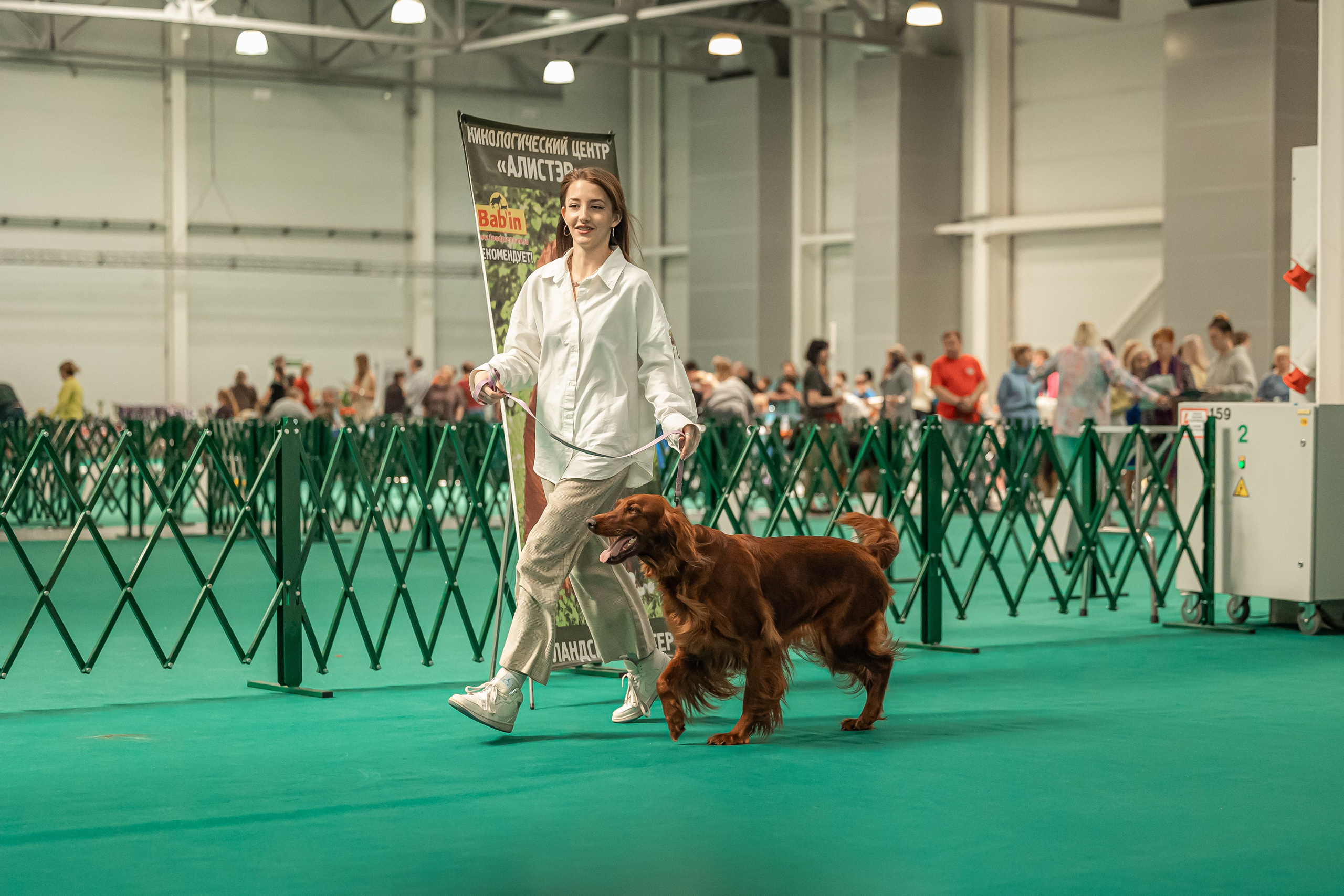 Выставка сеттеров 19.05.24