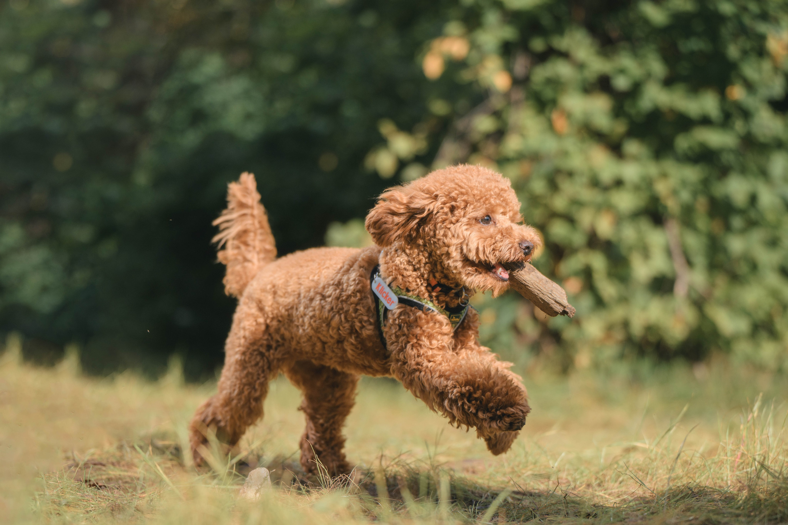 Пудель. Фотограф Анималист в Москве Анастасия Жучкова