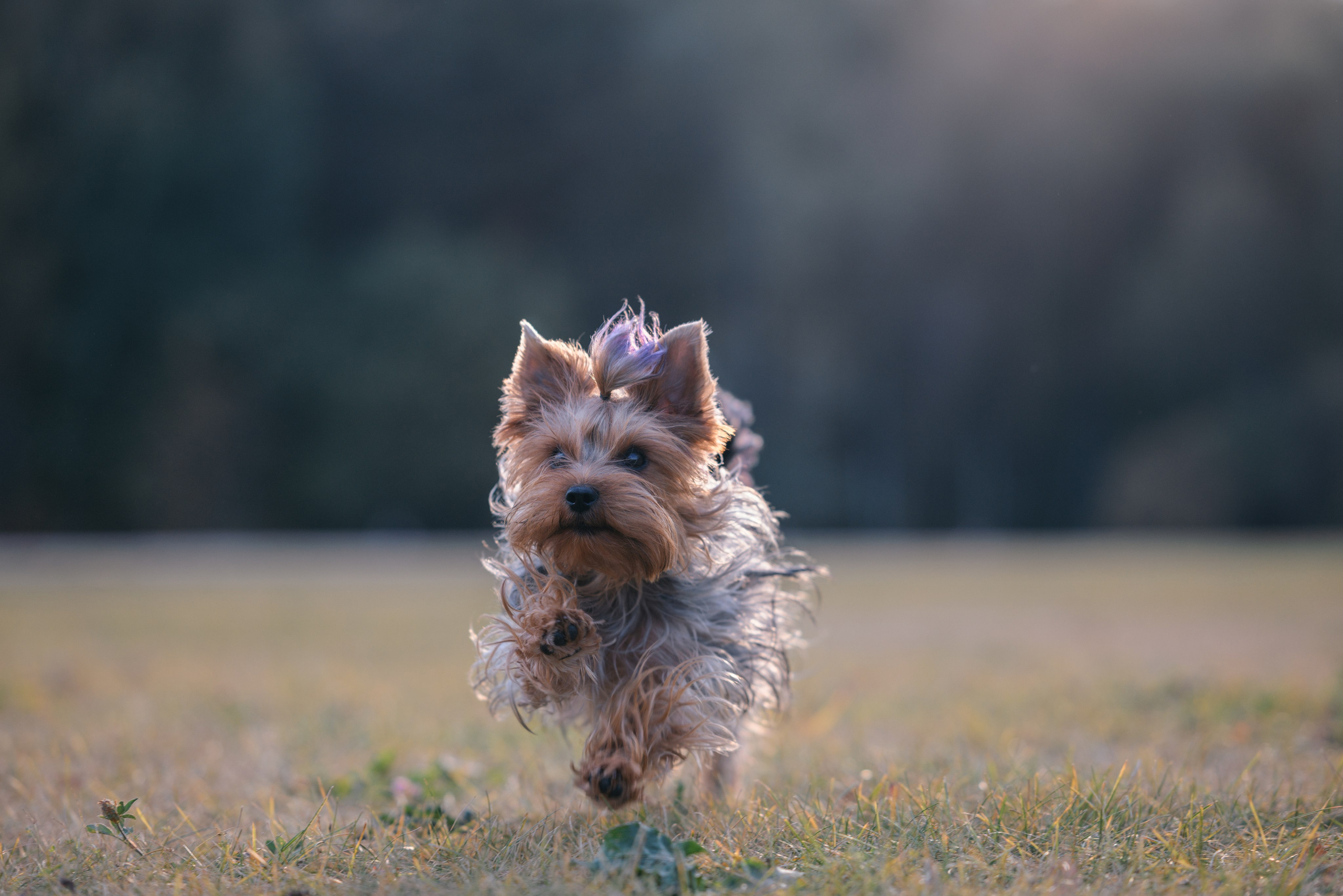 Прогулка в Мещерском парке. Фотограф Анималист в Москве Анастасия Жучкова