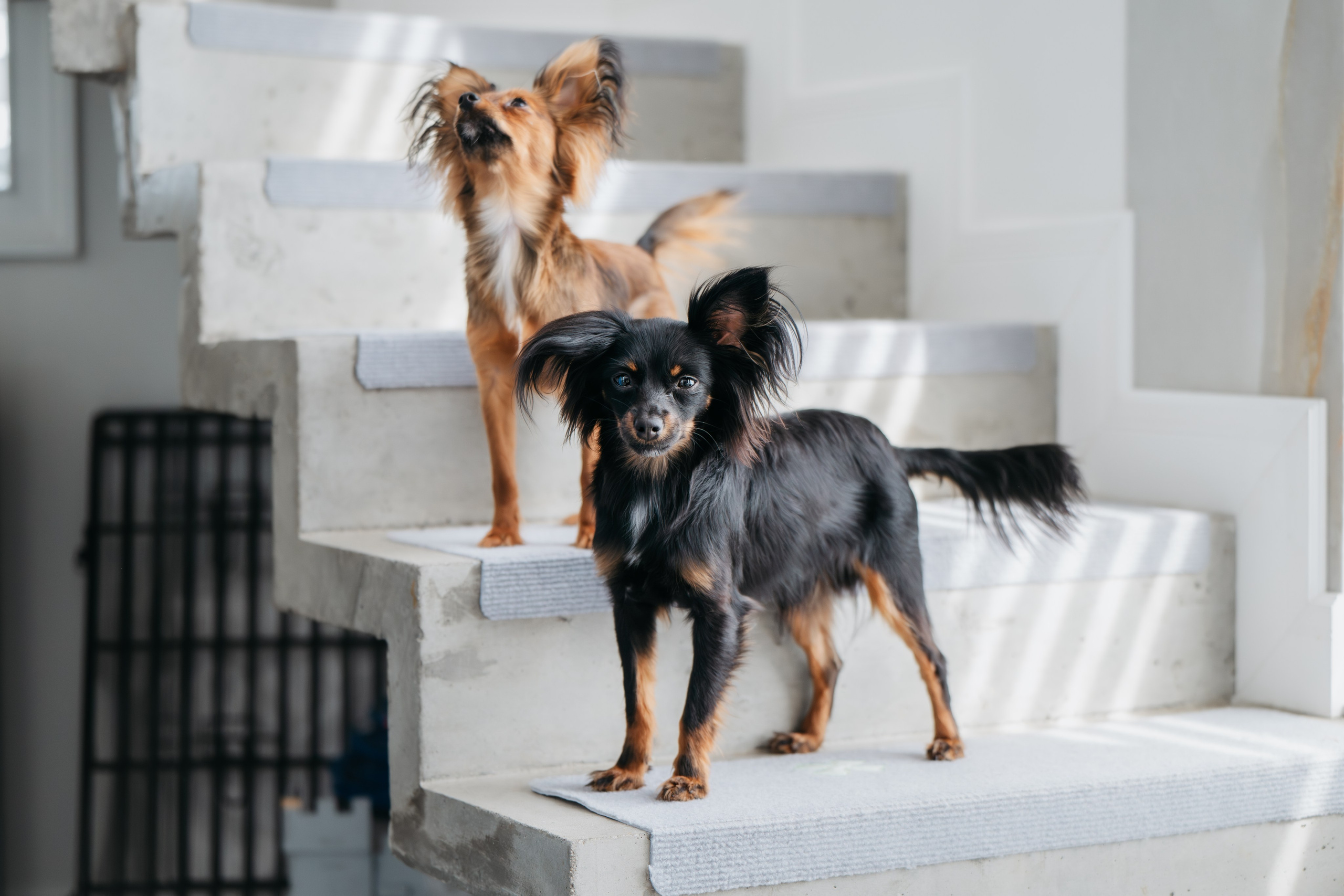 Домашняя съемка. Фотограф Анималист в Москве Анастасия Жучкова