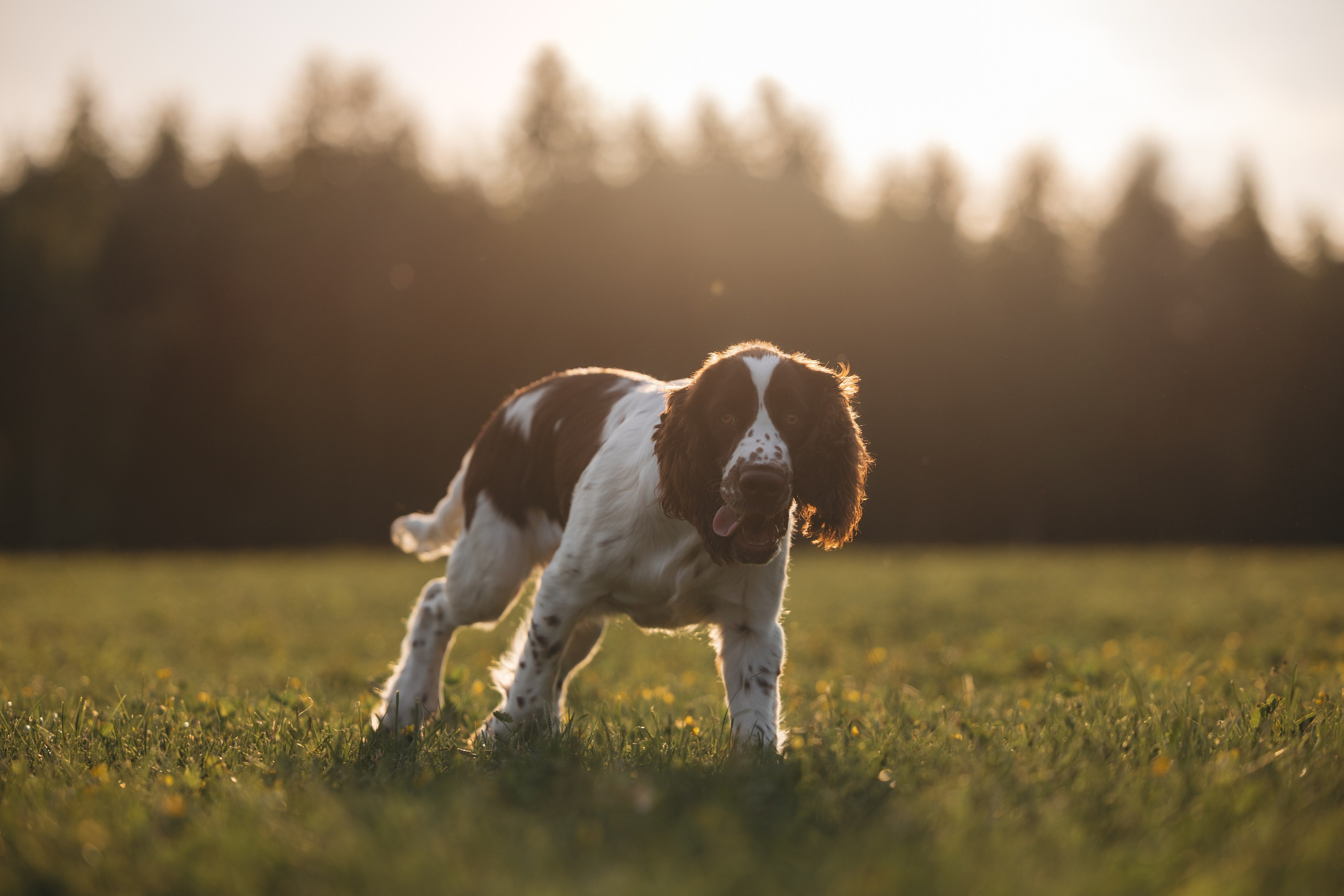 На закате. Фотограф Анималист в Москве Анастасия Жучкова