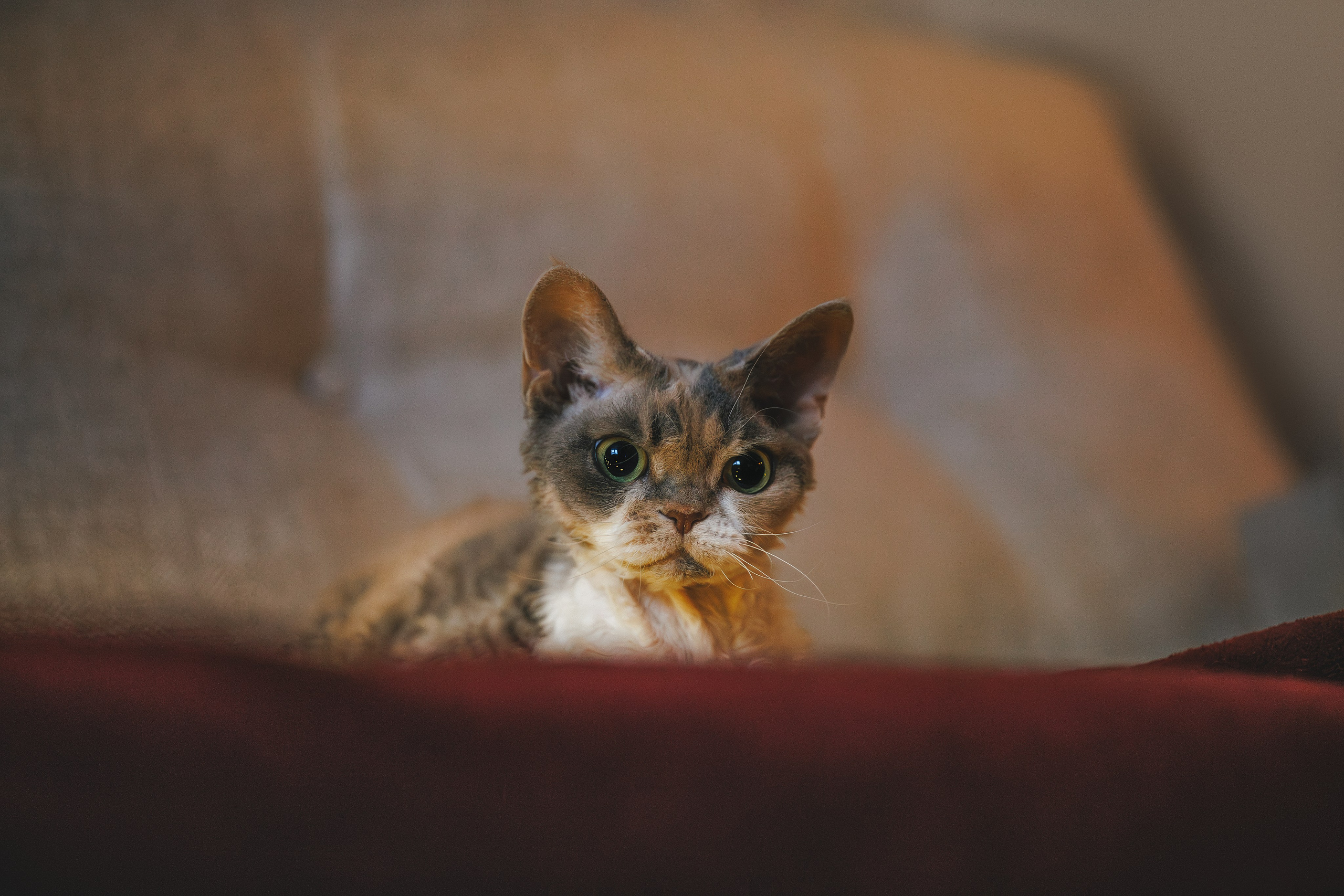 Домашняя новогодняя. Фотограф Анималист в Москве Анастасия Жучкова