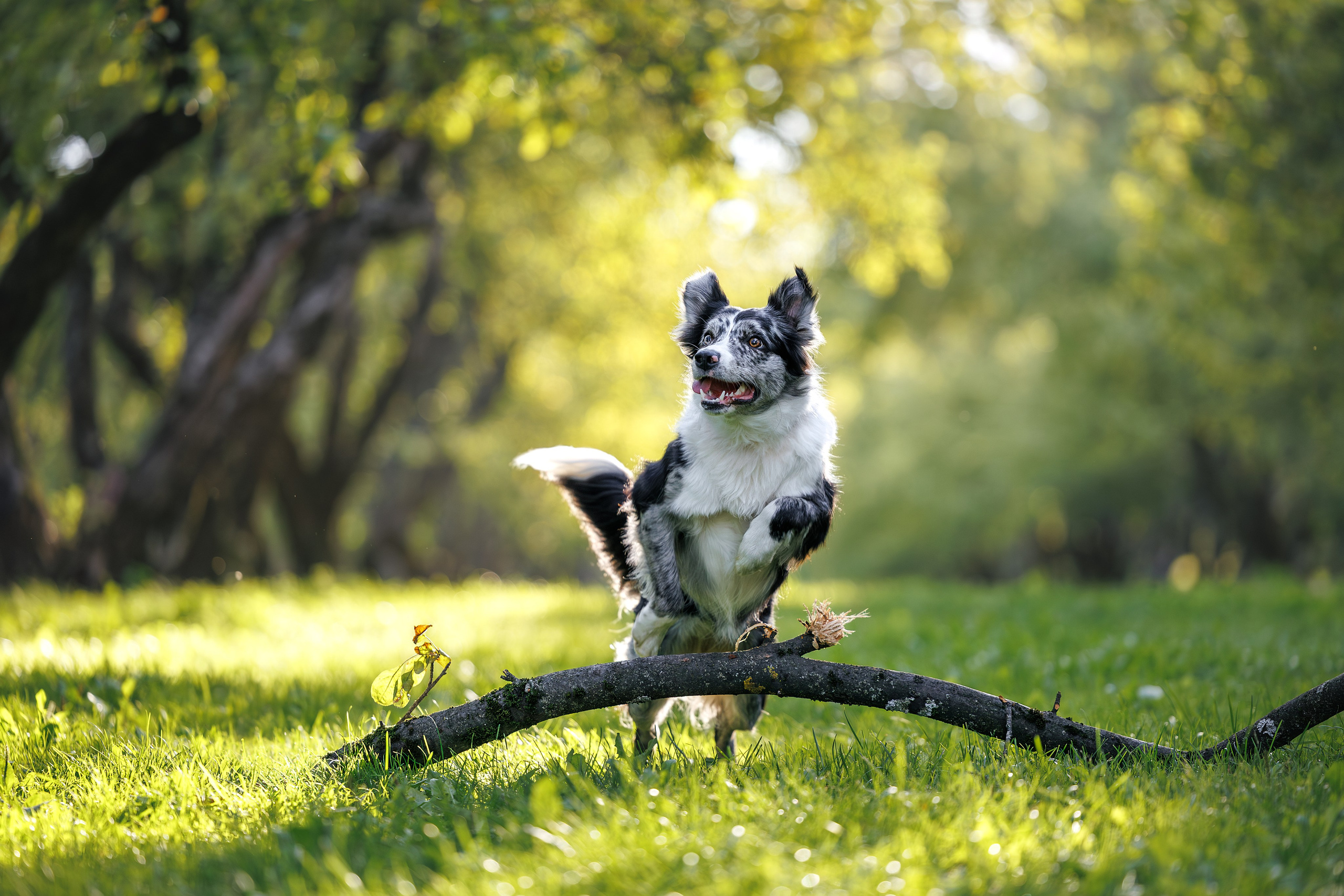 Бордер Колли. Фотограф Анималист в Москве Анастасия Жучкова