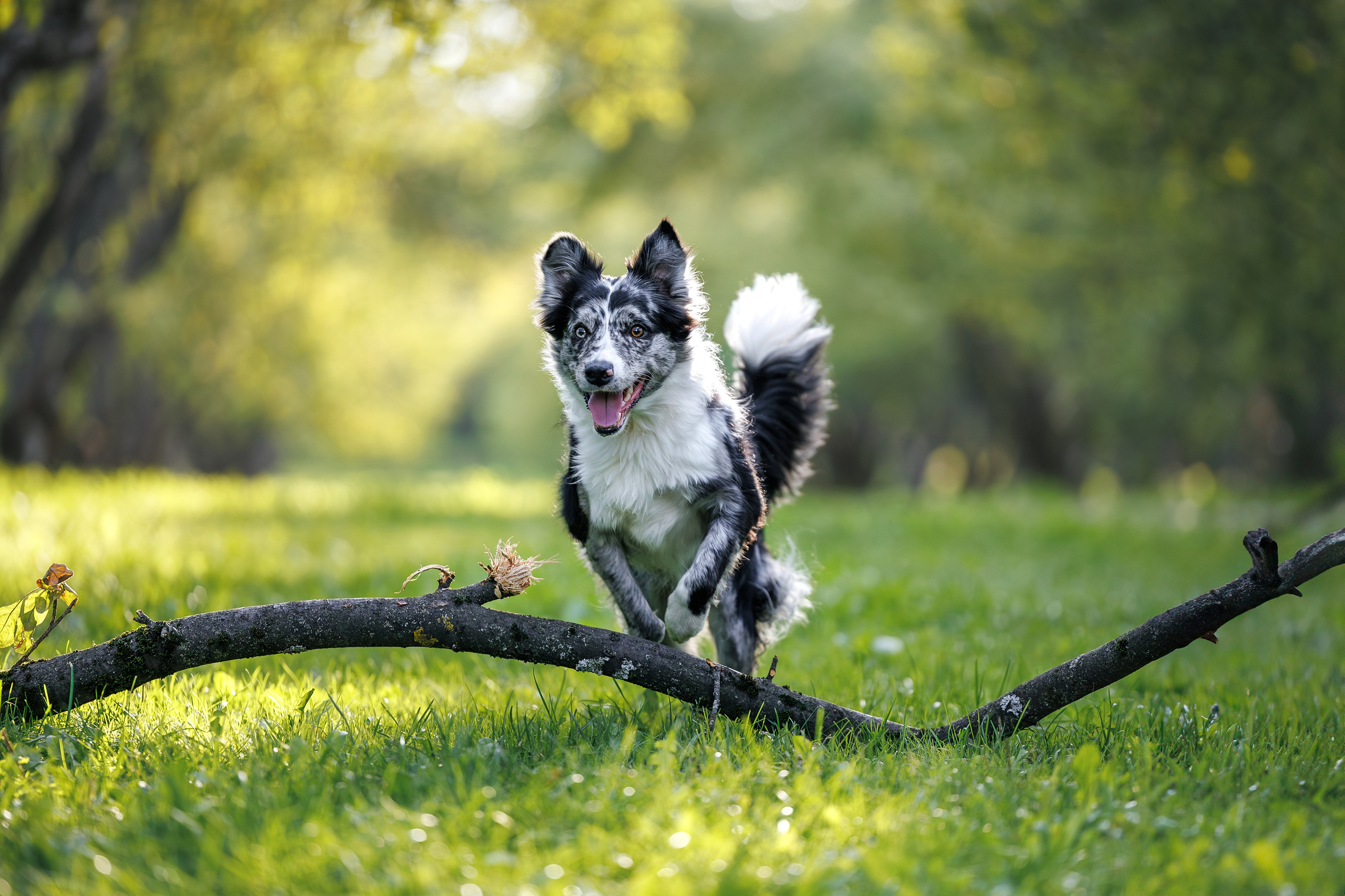 Бордер Колли. Фотограф Анималист в Москве Анастасия Жучкова
