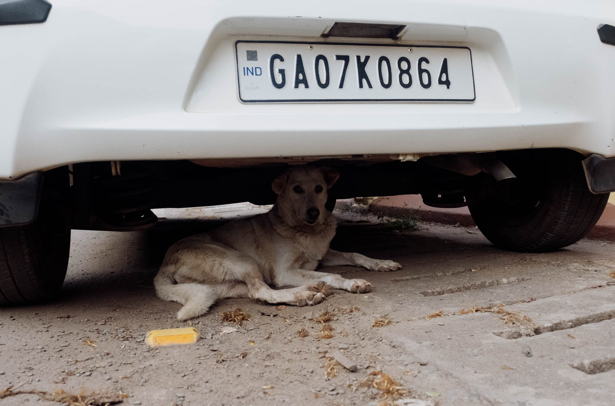 INDIA. Фотограф Дмитрий Олрайт | Калуга, Россия
