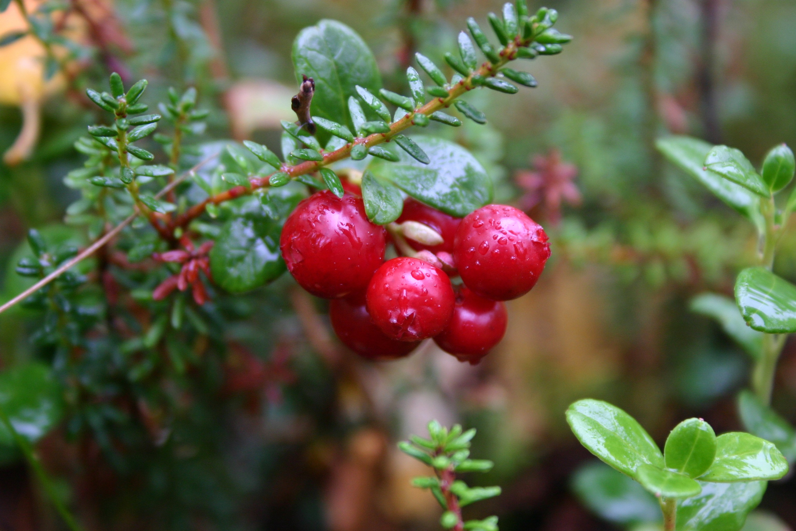 Мир растений. Пейзажи Крайнего Севера. Баренцево море, Рыбачий, Средний, Немецкий