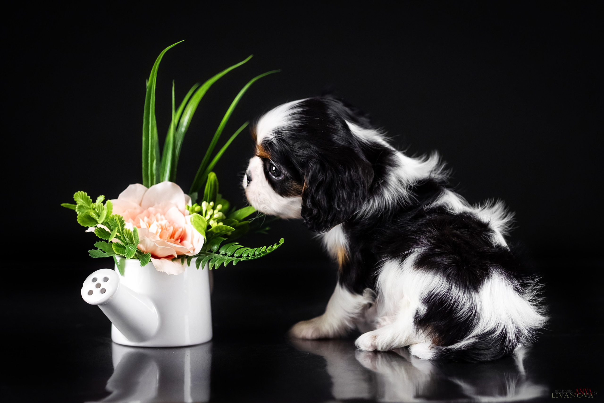 Кавалерчики. Фотограф анималист Аня Ливанова | Рыбинск