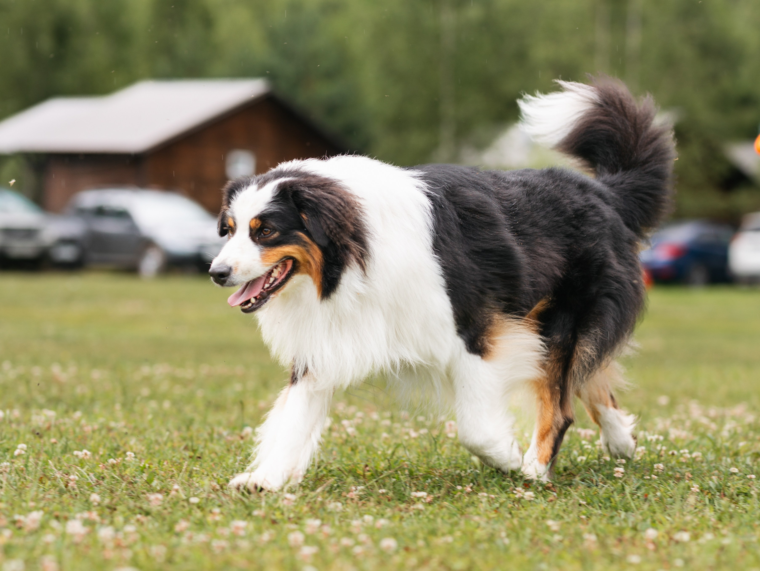 Лагерь ноузворк. Фотограф-анималист в Москве Кириллова Татьяна
