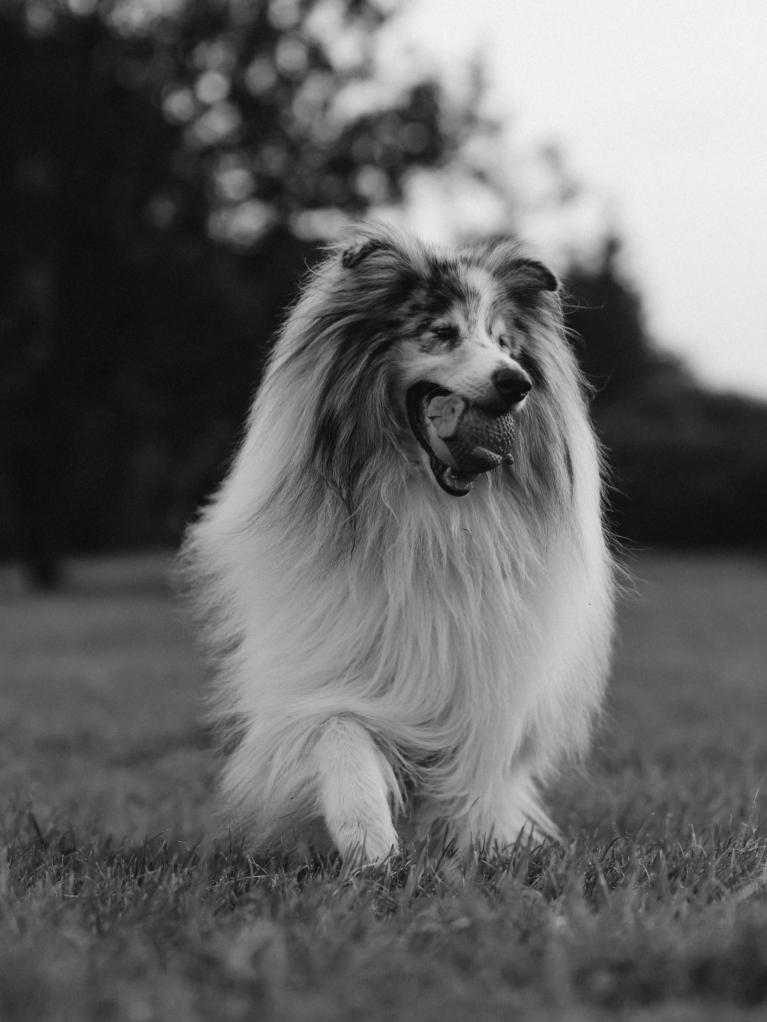 Гранд и Инга. Фотограф-анималист в Москве Кириллова Татьяна