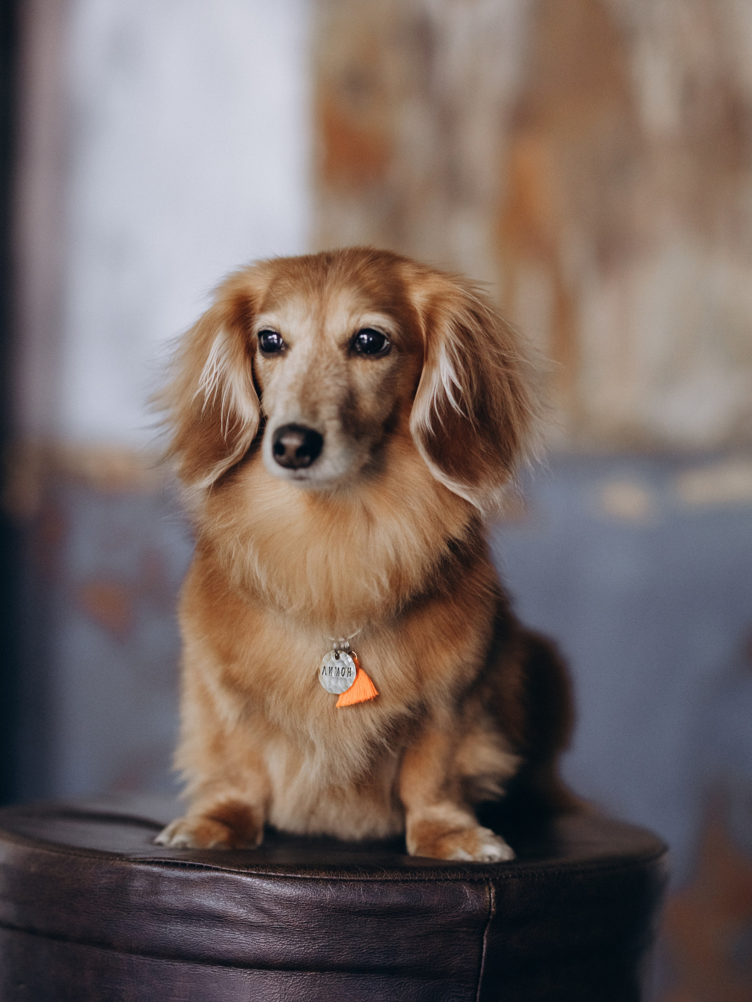 Лимон и Аня. Фотограф-анималист в Москве Кириллова Татьяна