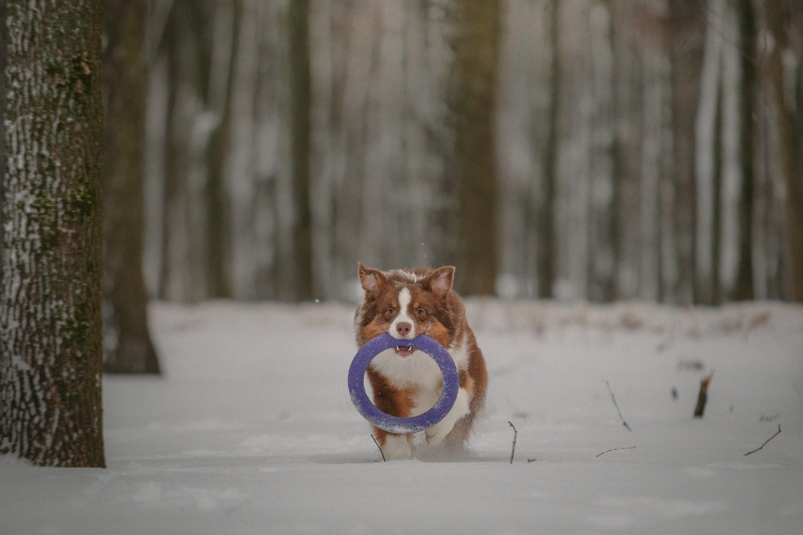 Аусси Кальби. Фотограф анималист Кузнецова Анна Нижний Новгород