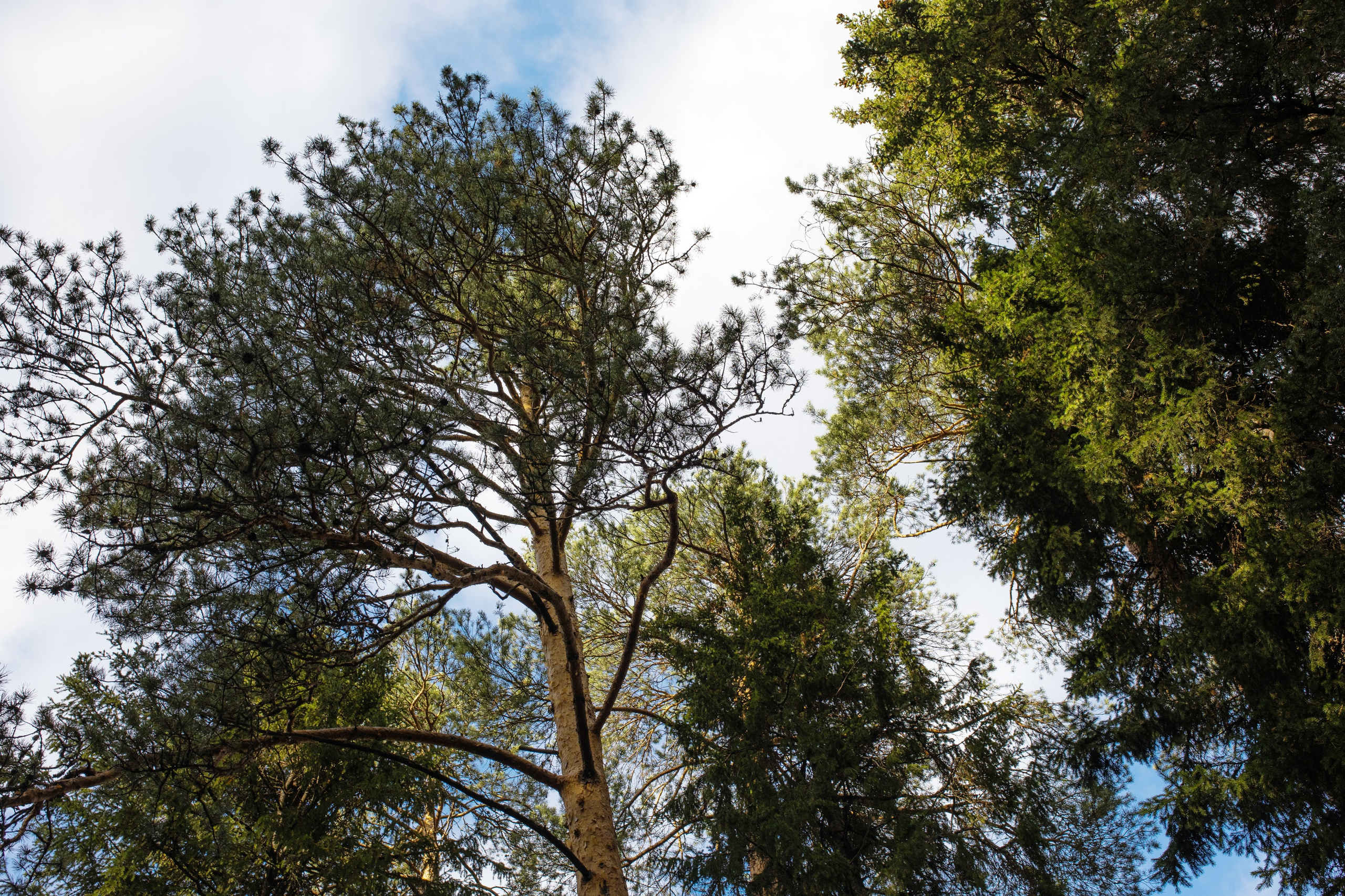 Александра и Данил. Свадебные фотографы в г. Сургут Маркова Наталья и Замахина Елена