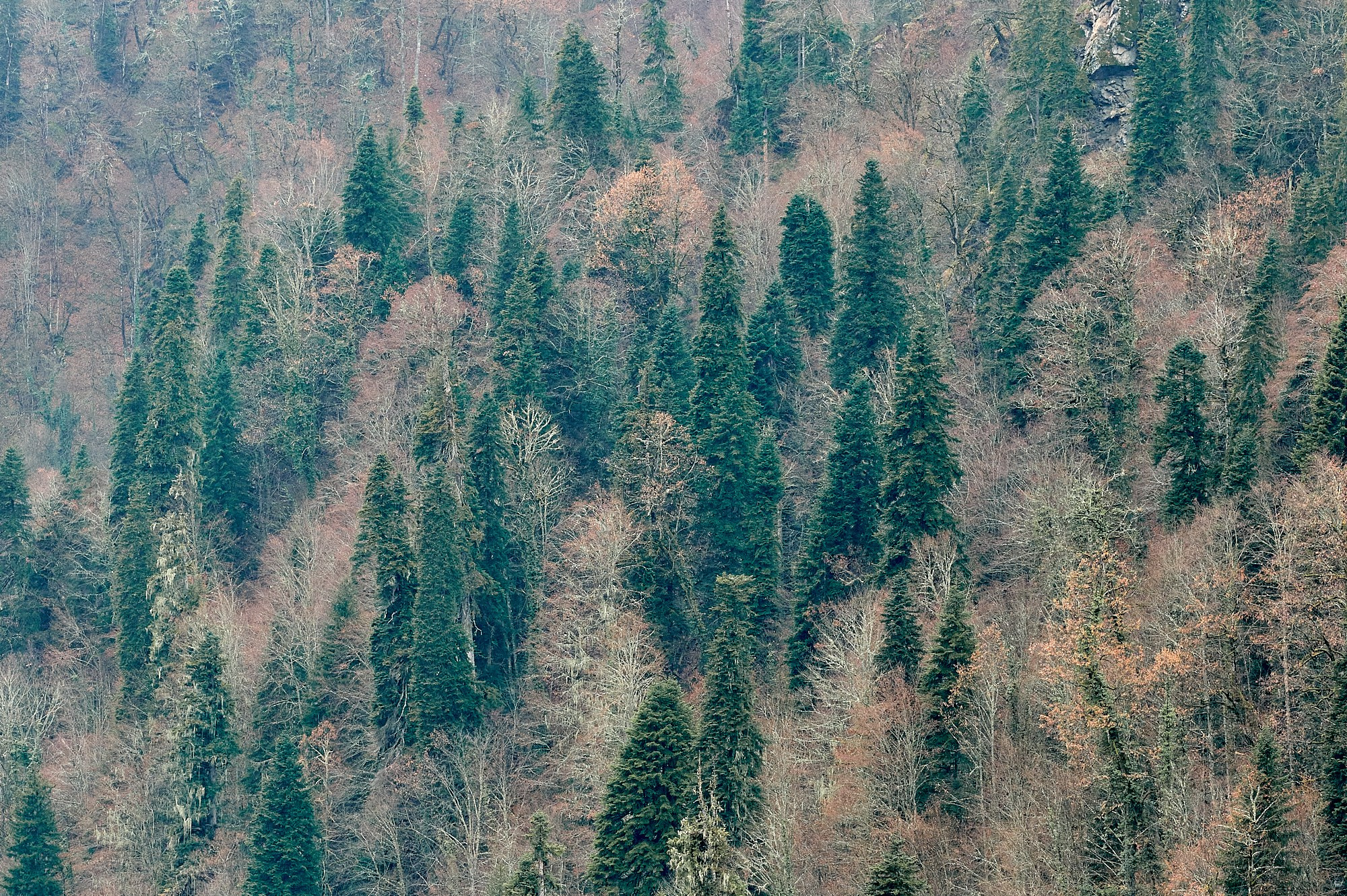 Озеро Рица, Абхазия. Декабрь 2024. Фотографии отовсюду и обо всем