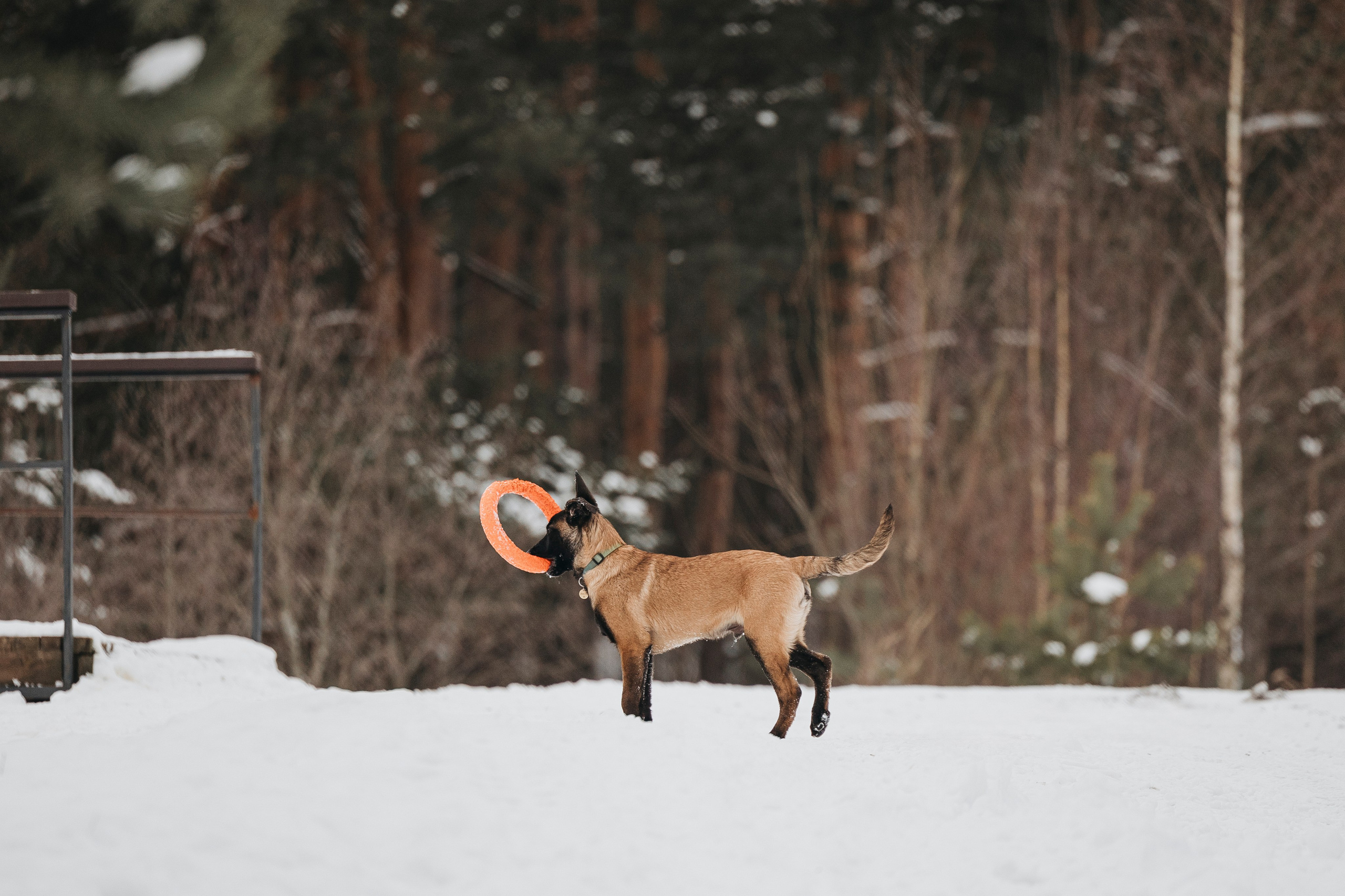 Даша, Омен, Айс и Рицу. Фотограф-анималист Анна Маринич