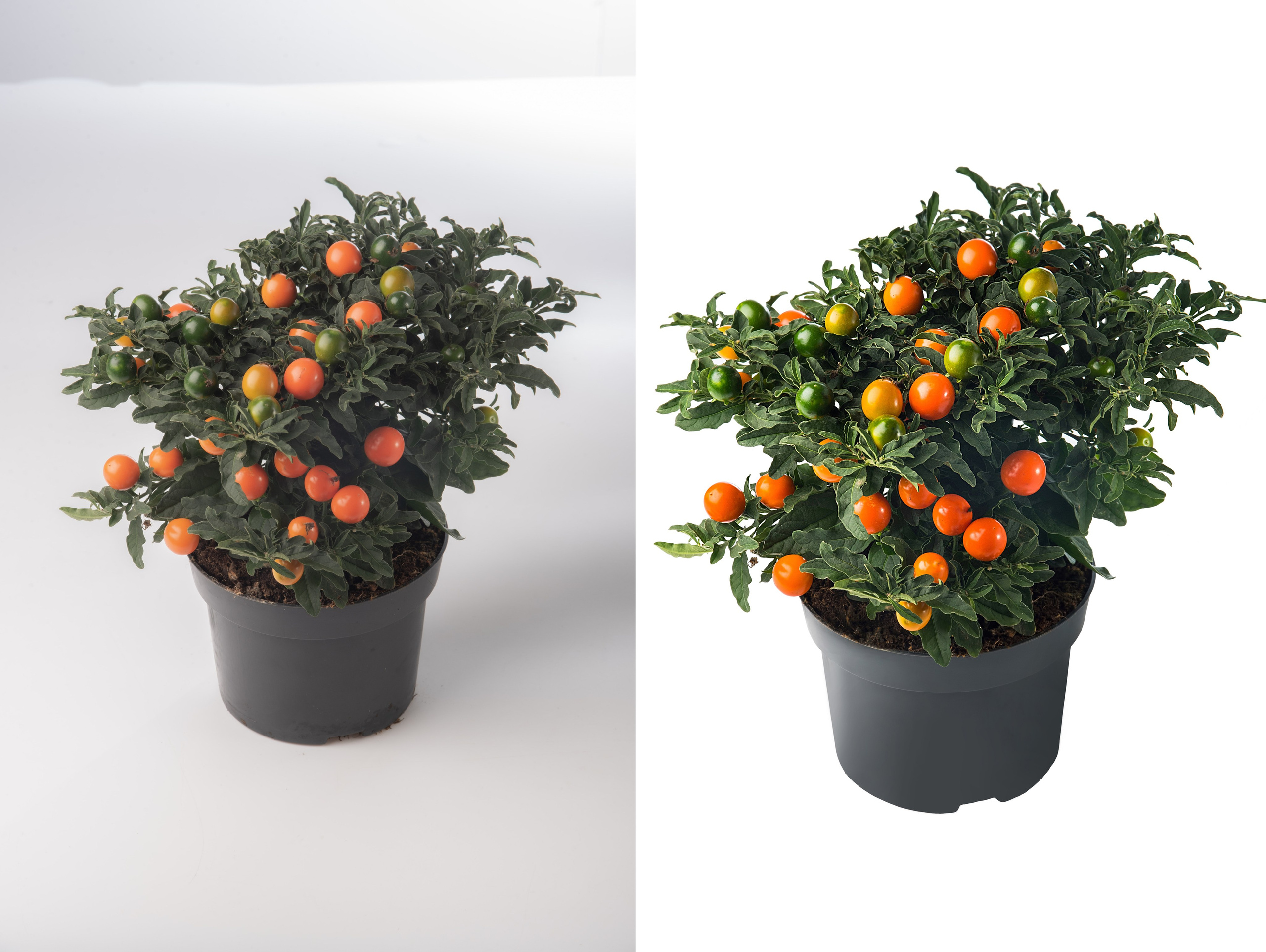 Ретушь растений и овощей | Студия SVITHART