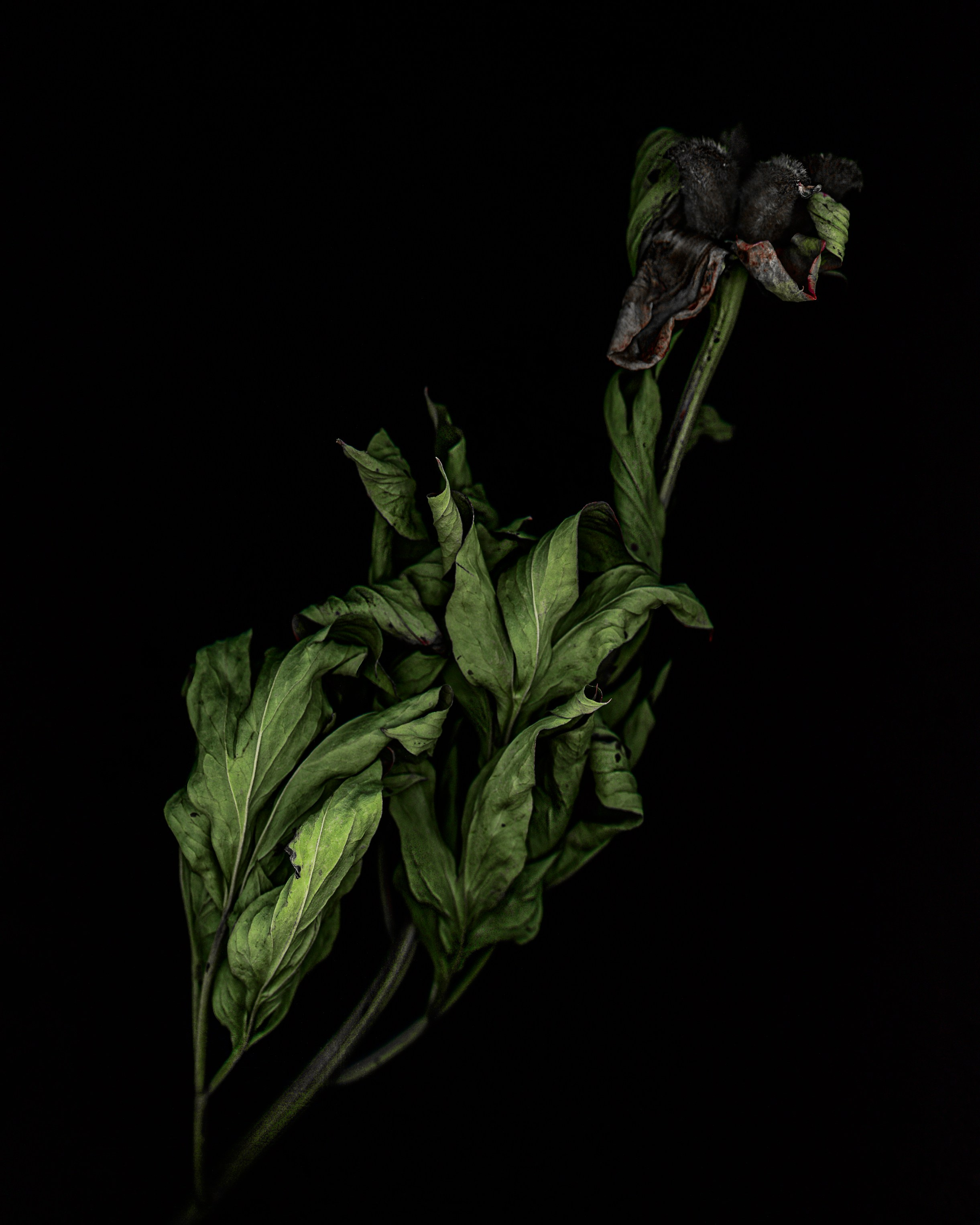 Поэзия цветов. Портретный фотограф в Челябинске Катерина Руди