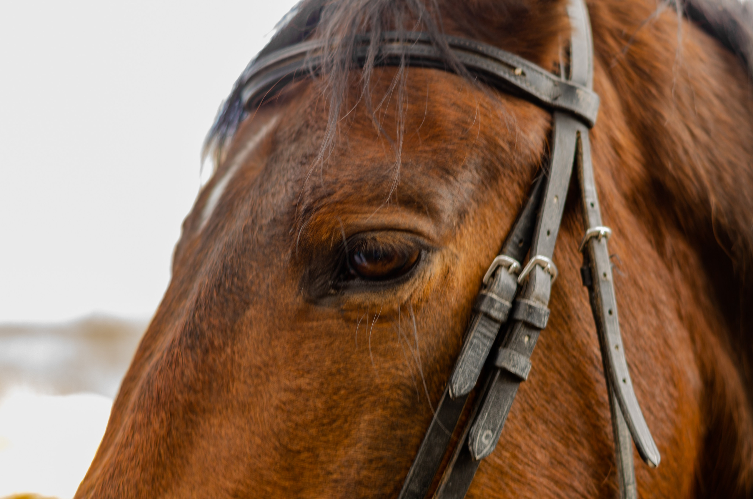 Ковбойская девчонка. Фотограф Марина Доглядная Челябинск фотосессии с лошадьми, мотоциклами