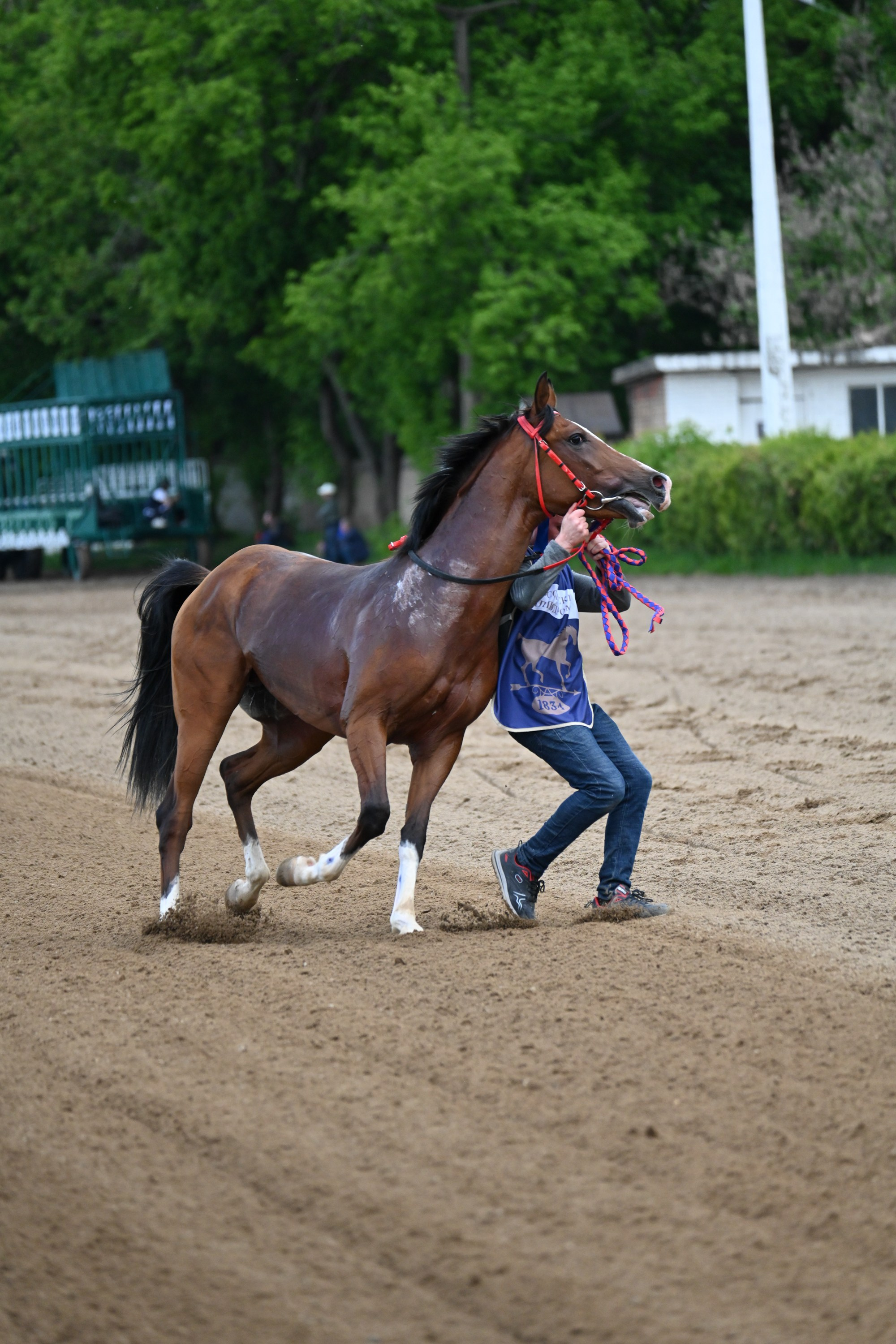 Ипподром (Москва). Fotolux