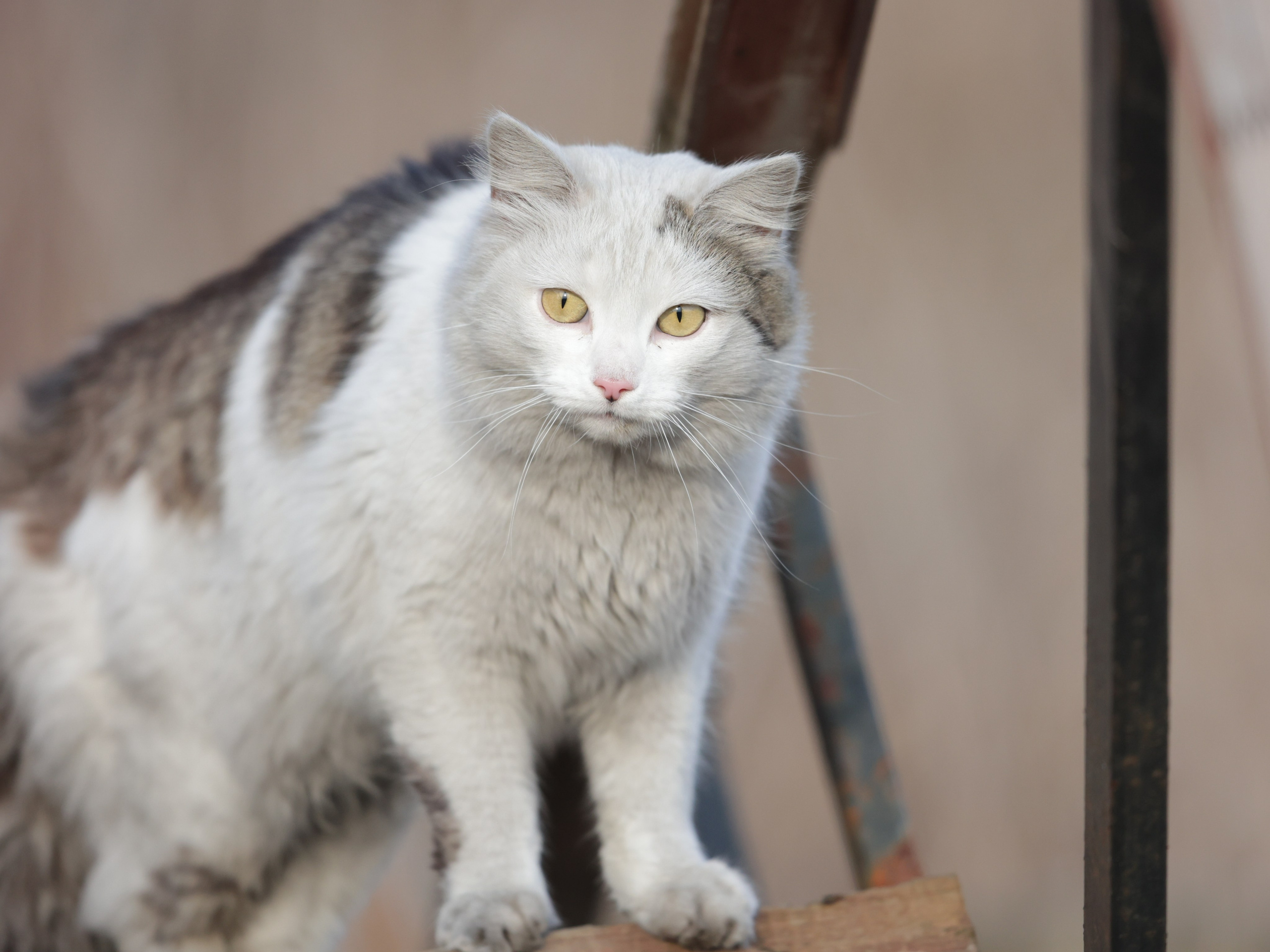Фотограф Татьяна Марсуверских г. Жуковский, Москва и Мо. Репортажные съёмки, фотосессии,  фотограф анималист, фотосъёмка животных. Фотограф для маркетплейсов, фотоуслуги в Жуковском Татьяна Марсуверских