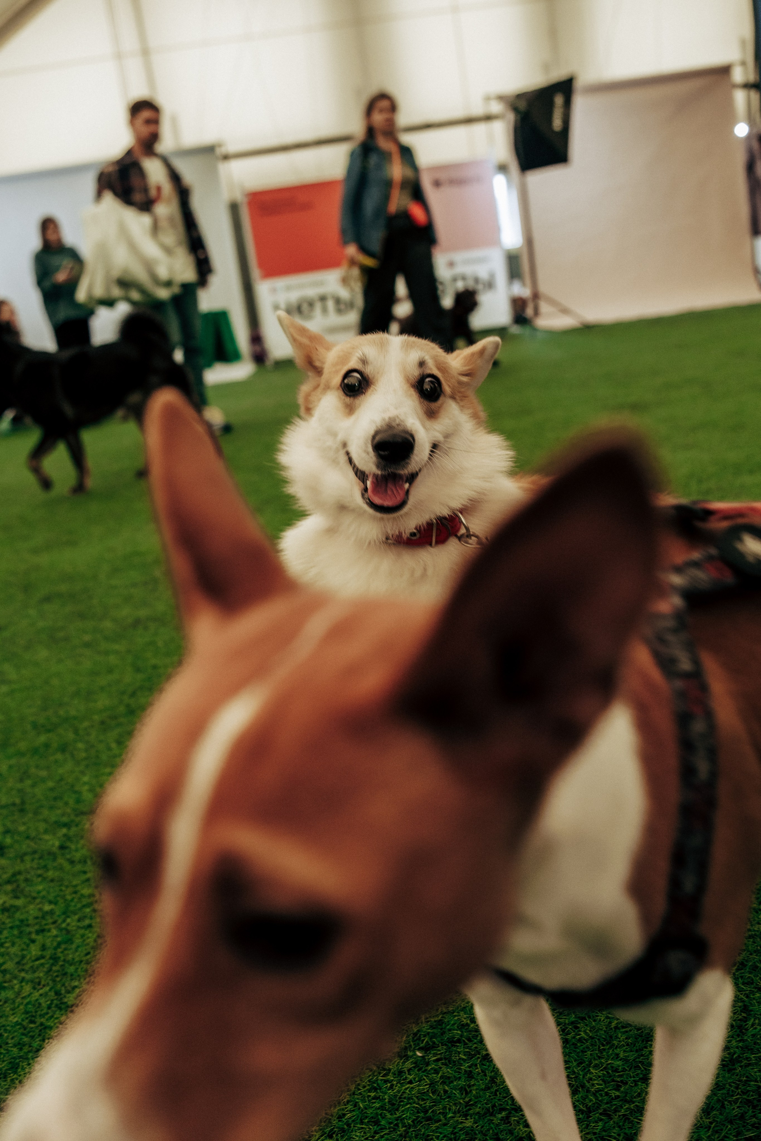 Репортажная фотосессия «День питомца-донора». Профессиональный фотограф в Санкт-Петербурге Александр Волосенцев