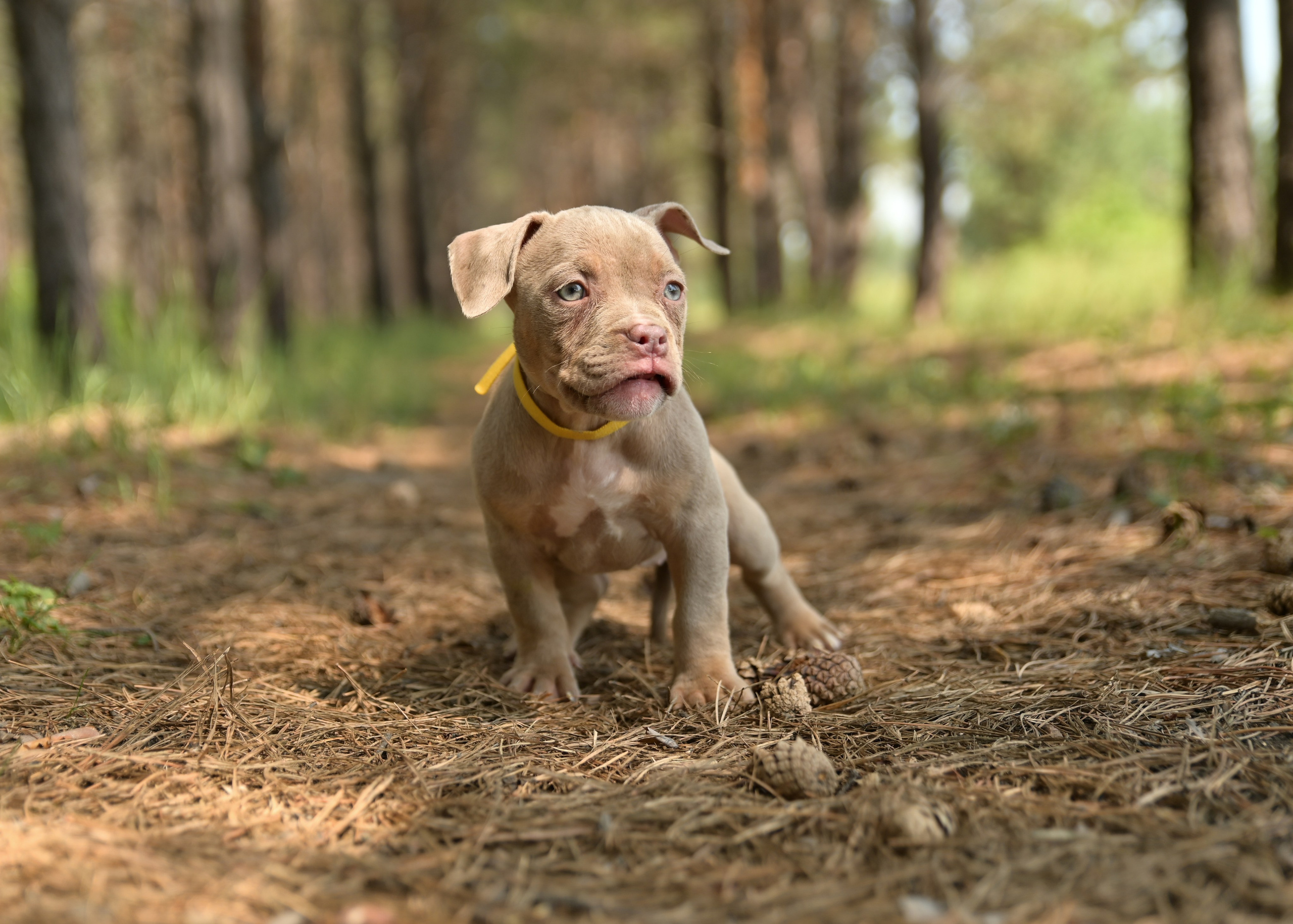 Свободные щенки Американский Булли в Иркутске. Питомник собак Иркутск