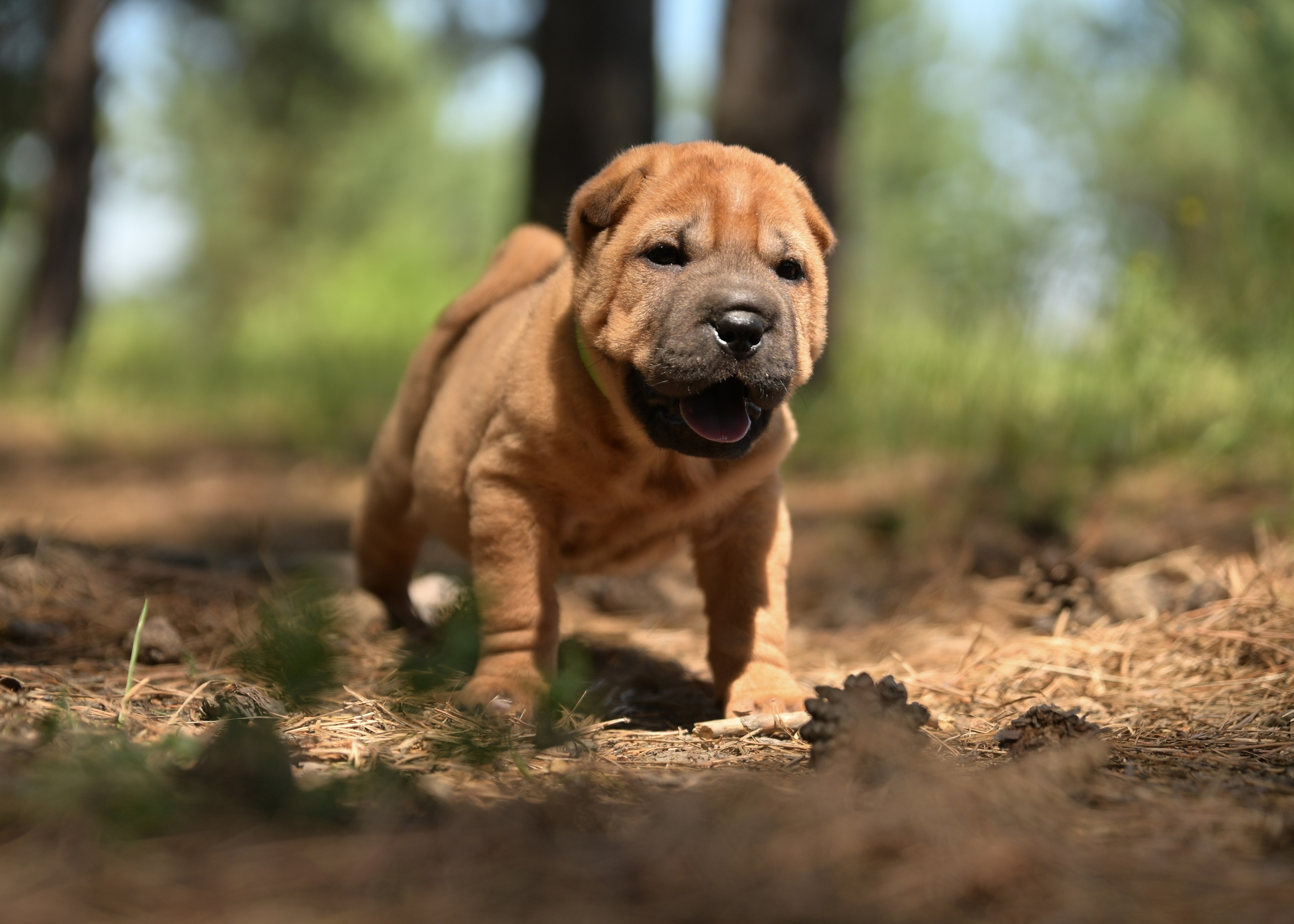 Свободные щенки Шар Пей в Иркутске. Питомник собак Иркутск