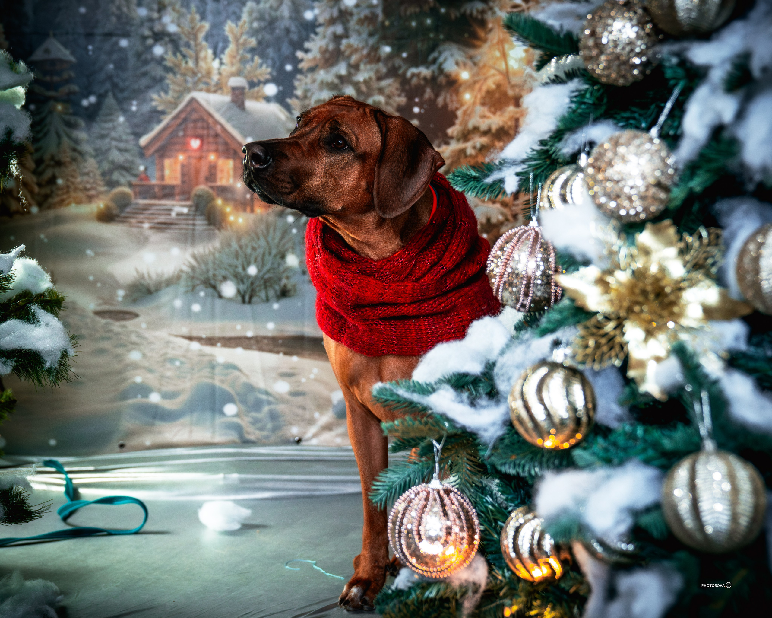 ФОТОПАМЯТЬ ВАШИХ ЭМОЦИЙ. Фотограф-анималист, семейный фотограф в Москве и Подмосковье. Фотосъёмка кинологических дисциплин