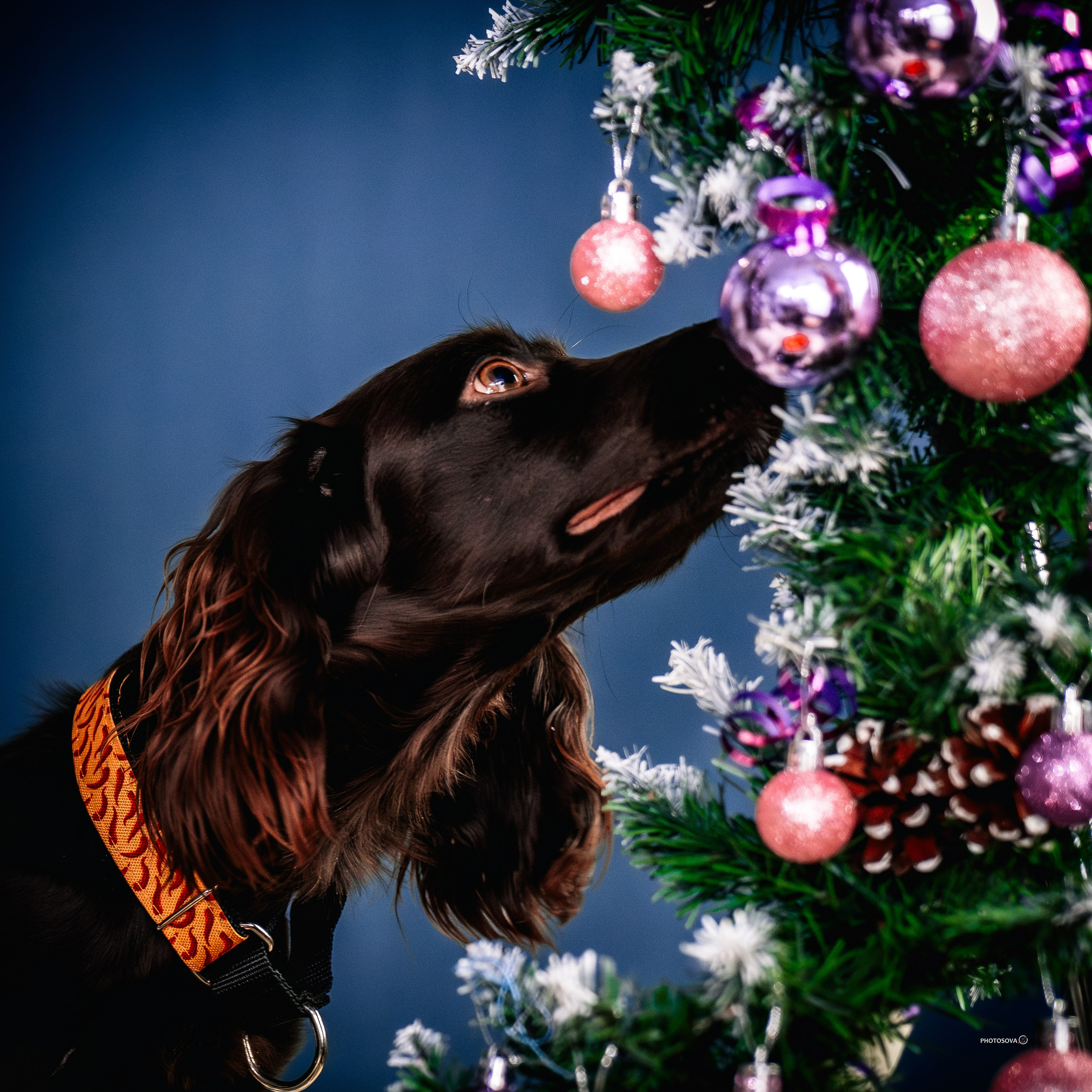 ФОТОПАМЯТЬ ВАШИХ ЭМОЦИЙ. Фотограф-анималист, семейный фотограф в Москве и Подмосковье. Фотосъёмка кинологических дисциплин