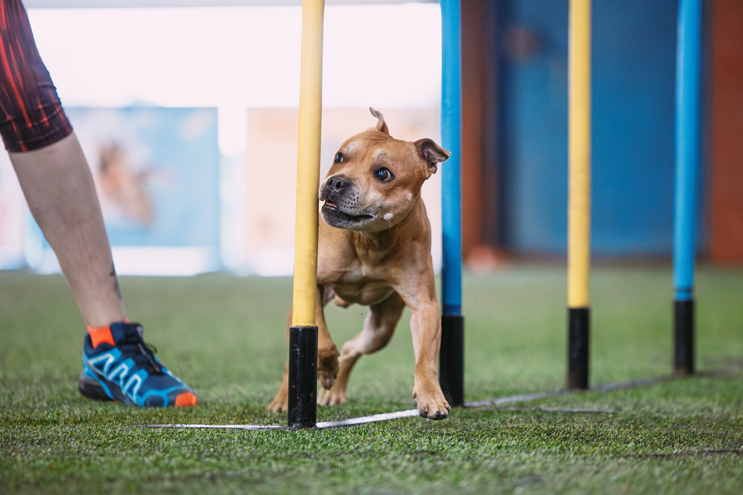 Шмель. BLGKV питомник собак