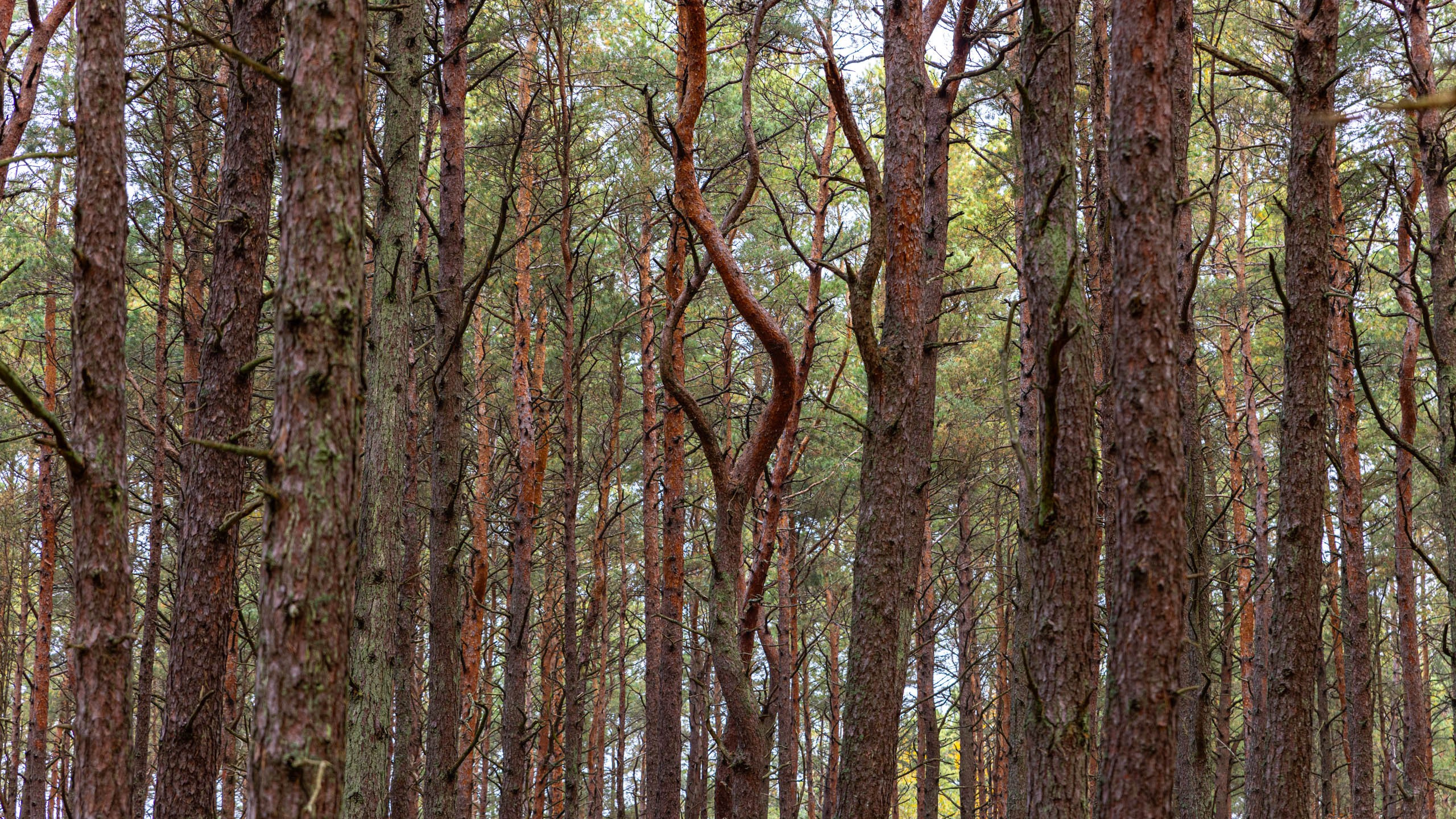 2024 10 Зеленоградск, Светлогорск, Куршская коса. Фотографии